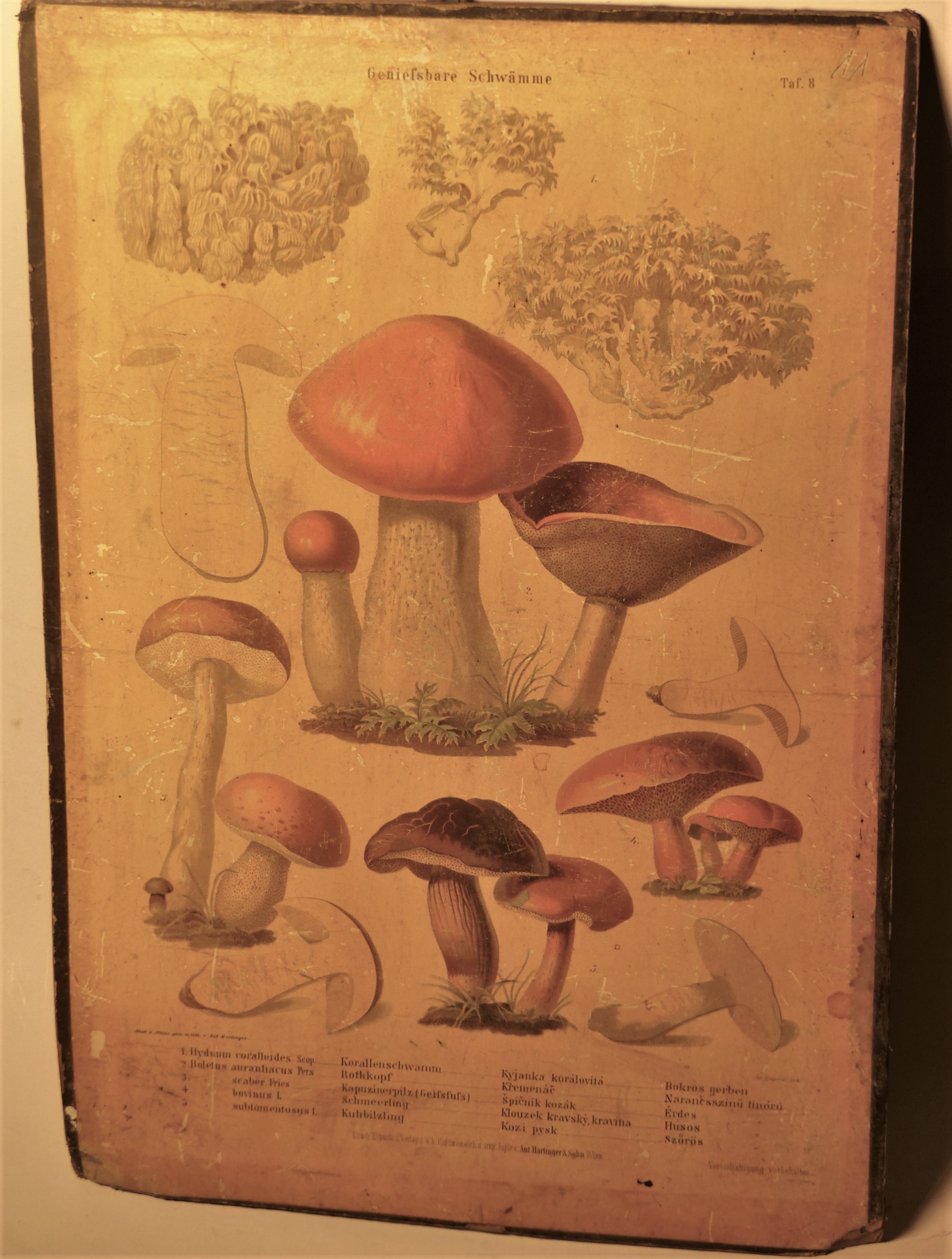 Ehető gombák (Geniessbare Schwämme), faliképsorozat 8. táblája (Tapolcai Városi Múzeum CC BY-NC-SA)
