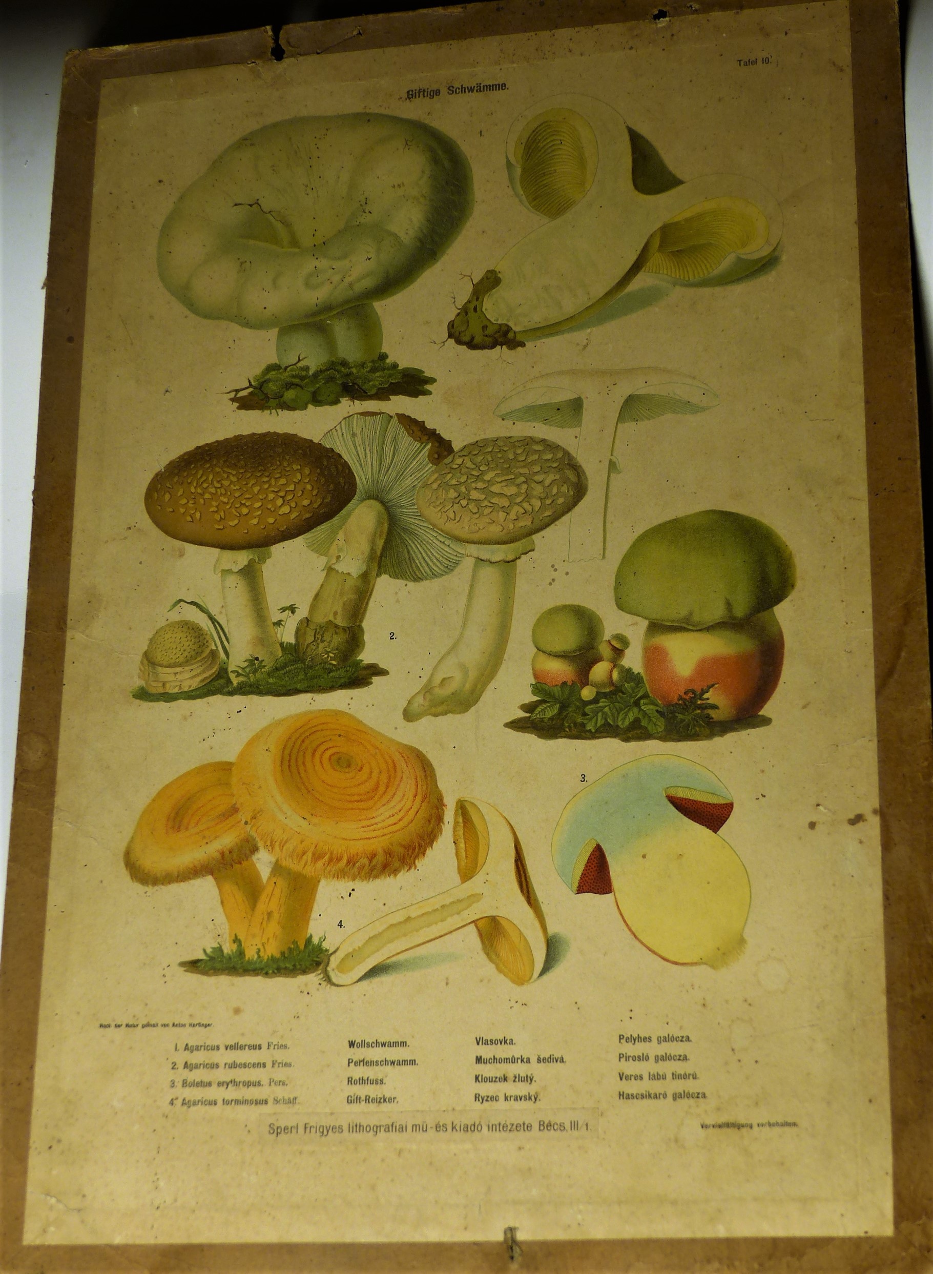 Mérgező gombák (Giftige Schwämme) faliképsorozat 10. tábla (Tapolcai Városi Múzeum CC BY-NC-SA)
