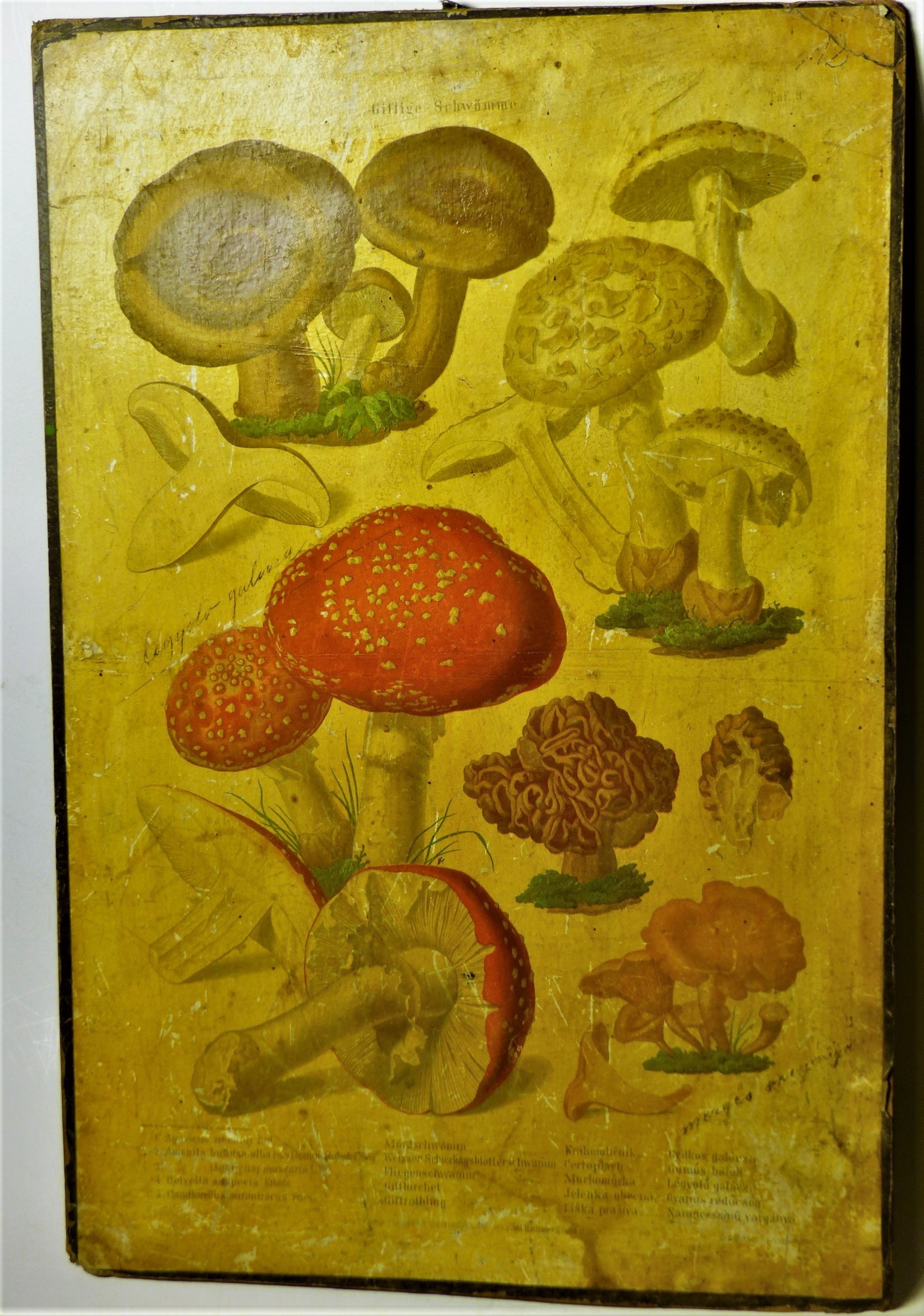 Mérgező gombák (Giftige Schwämme) faliképsorozat 9. tábla (Tapolcai Városi Múzeum CC BY-NC-SA)