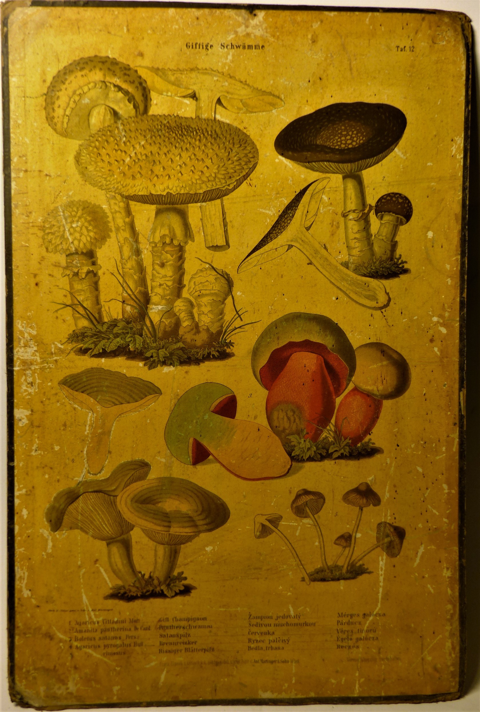 Mérgező gombák (Giftige Schwämme) faliképsorozat 12. tábla (Tapolcai Városi Múzeum CC BY-NC-SA)