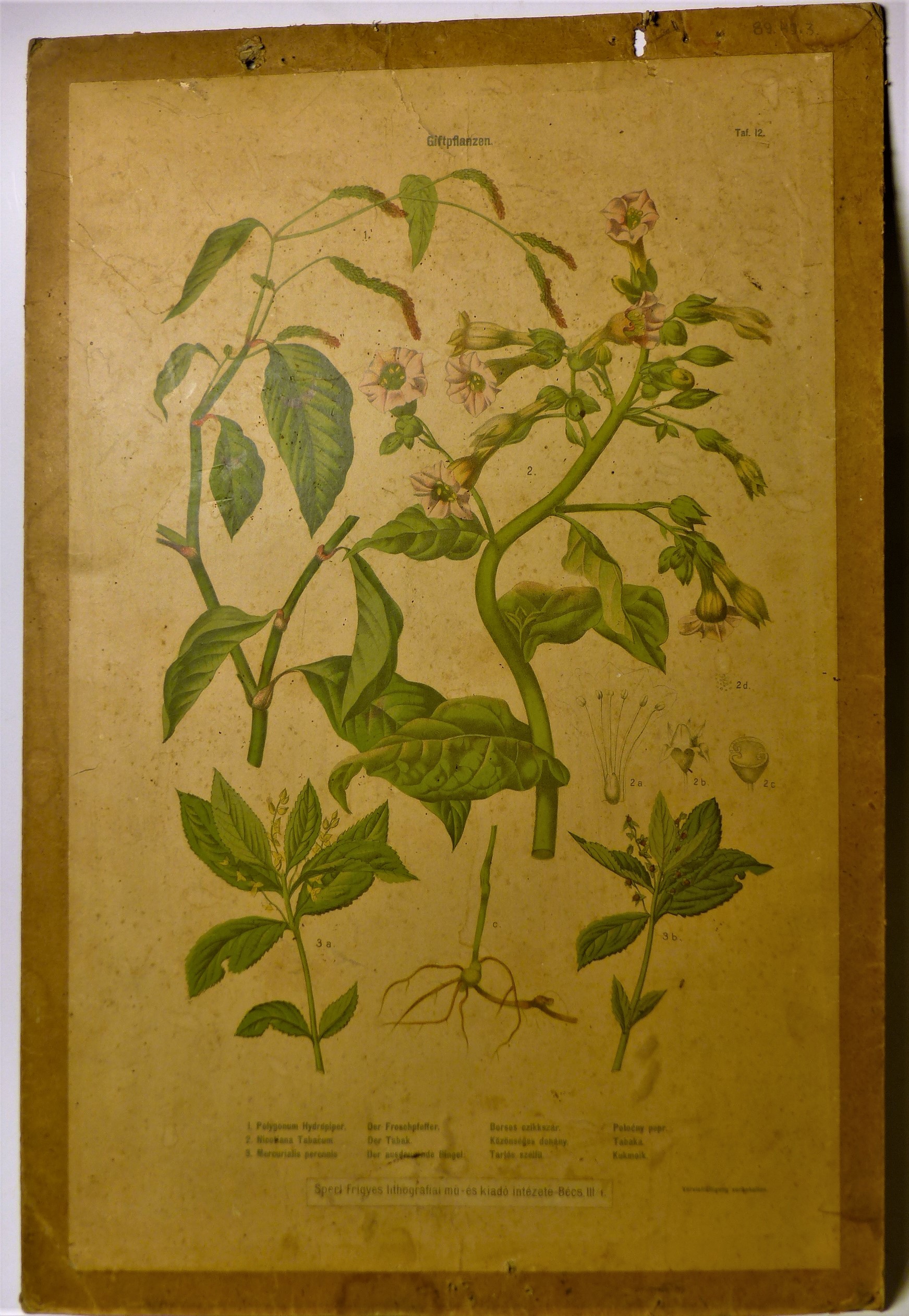 Falikép. Mérgező növények (Giftpflanzen) (Tapolcai Városi Múzeum CC BY-NC-SA)