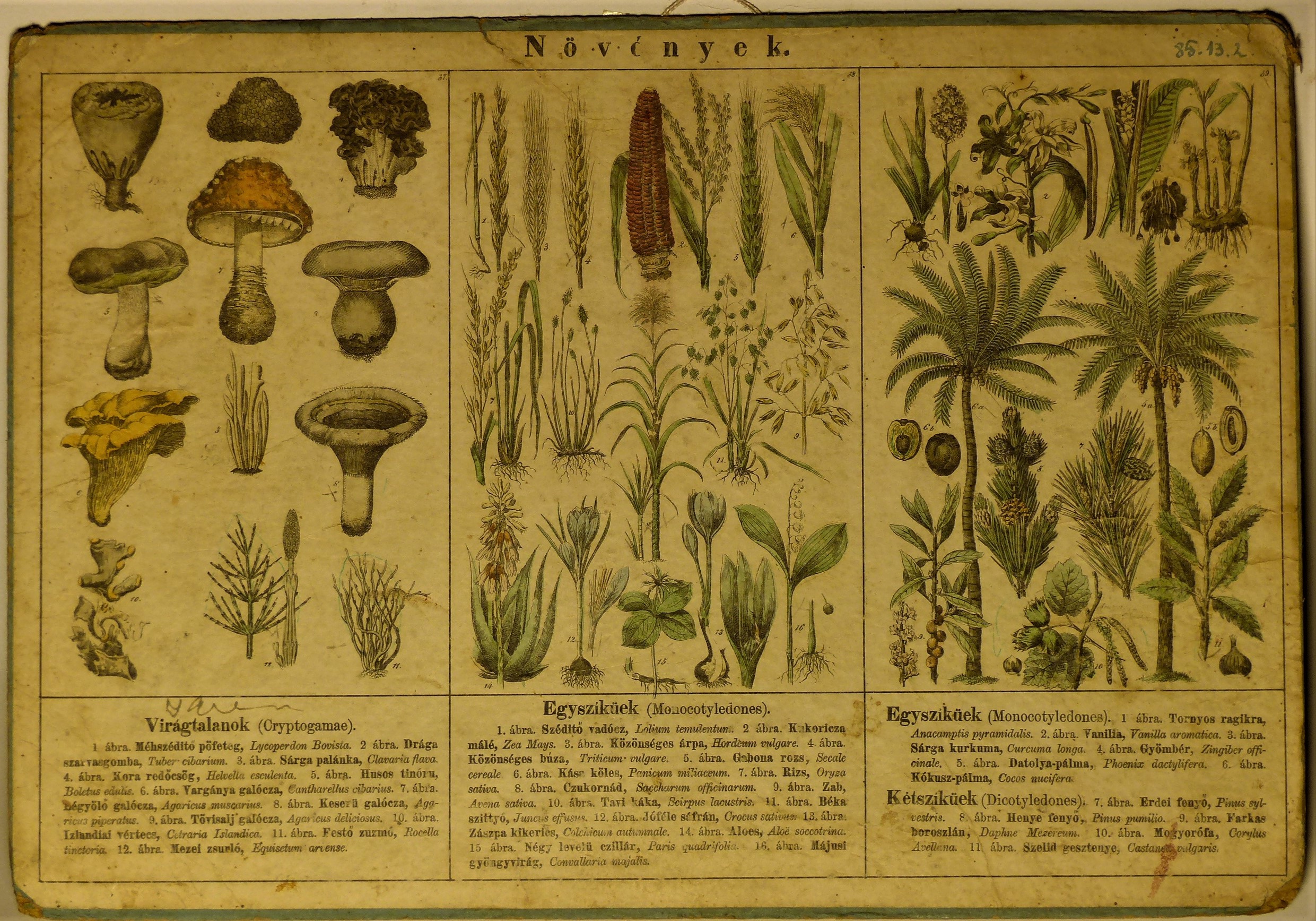 Szemléltető falikép. Növények (Tapolcai Városi Múzeum CC BY-NC-SA)
