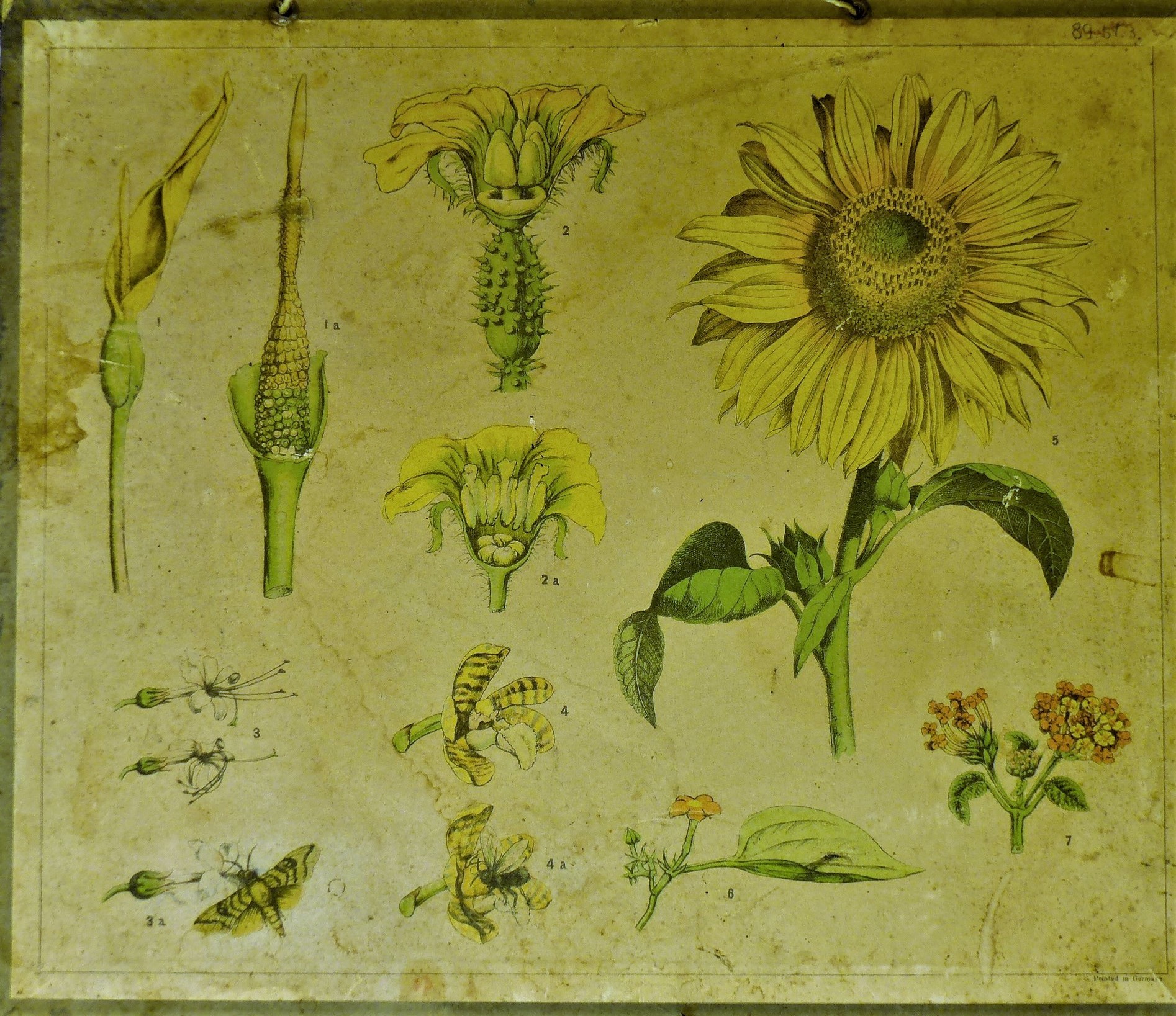 Szemléltető falikép. Virágzatok (Tapolcai Városi Múzeum CC BY-NC-SA)