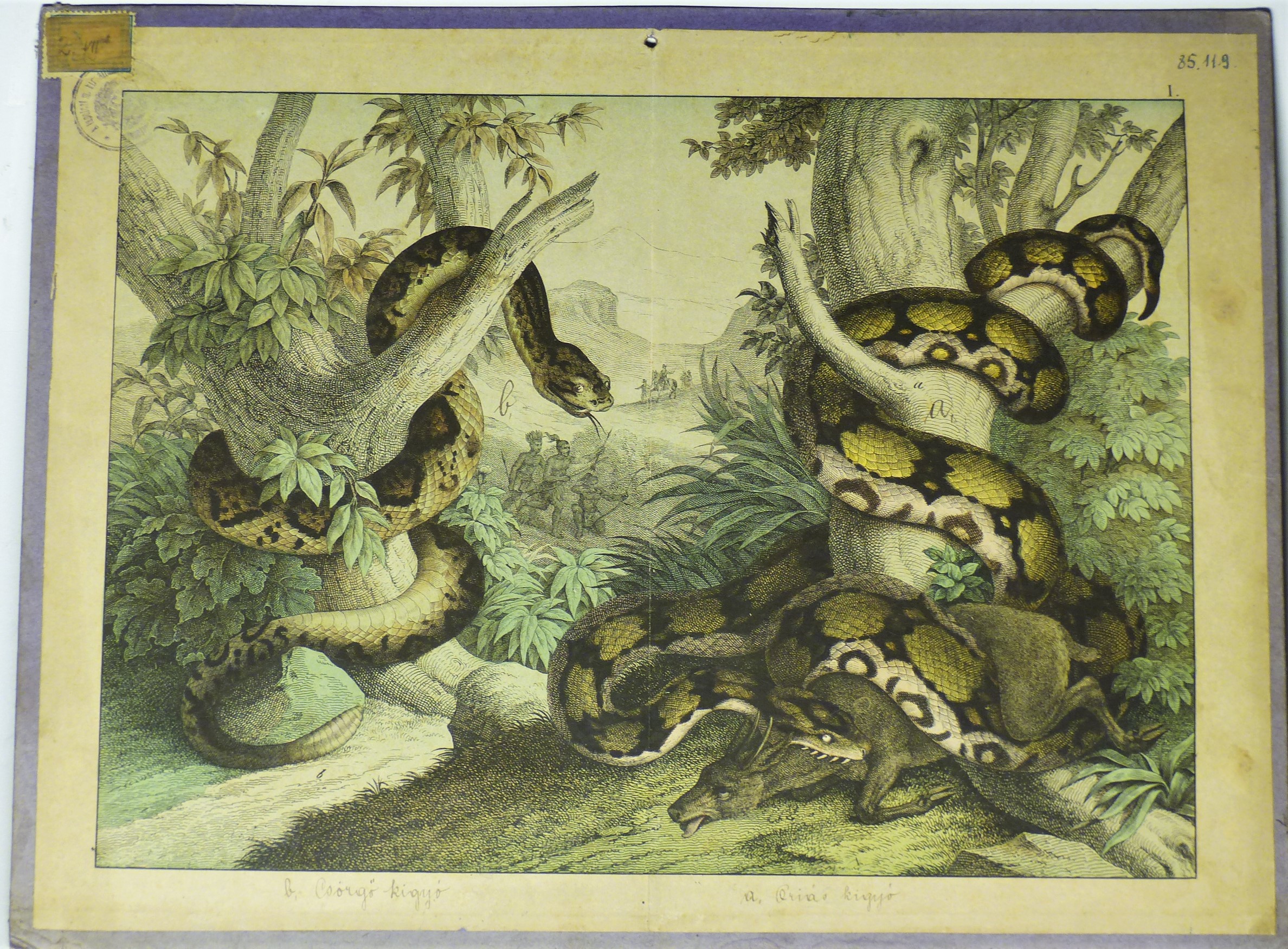Szemléltető falikép. Amerikai kígyók (Tapolcai Városi Múzeum CC BY-NC-SA)