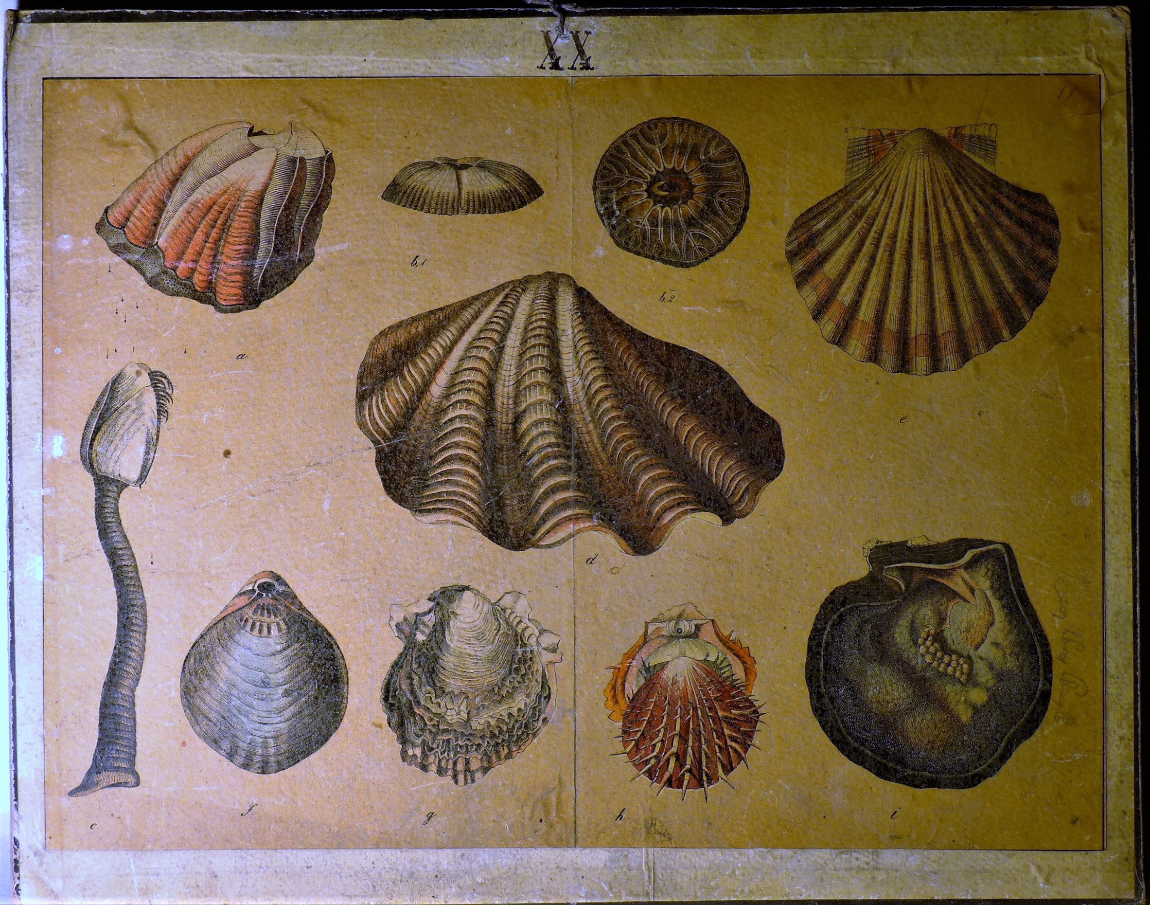 Szemléltető falikép. Kagylók és pörgekarúak (Tapolcai Városi Múzeum CC BY-NC-SA)