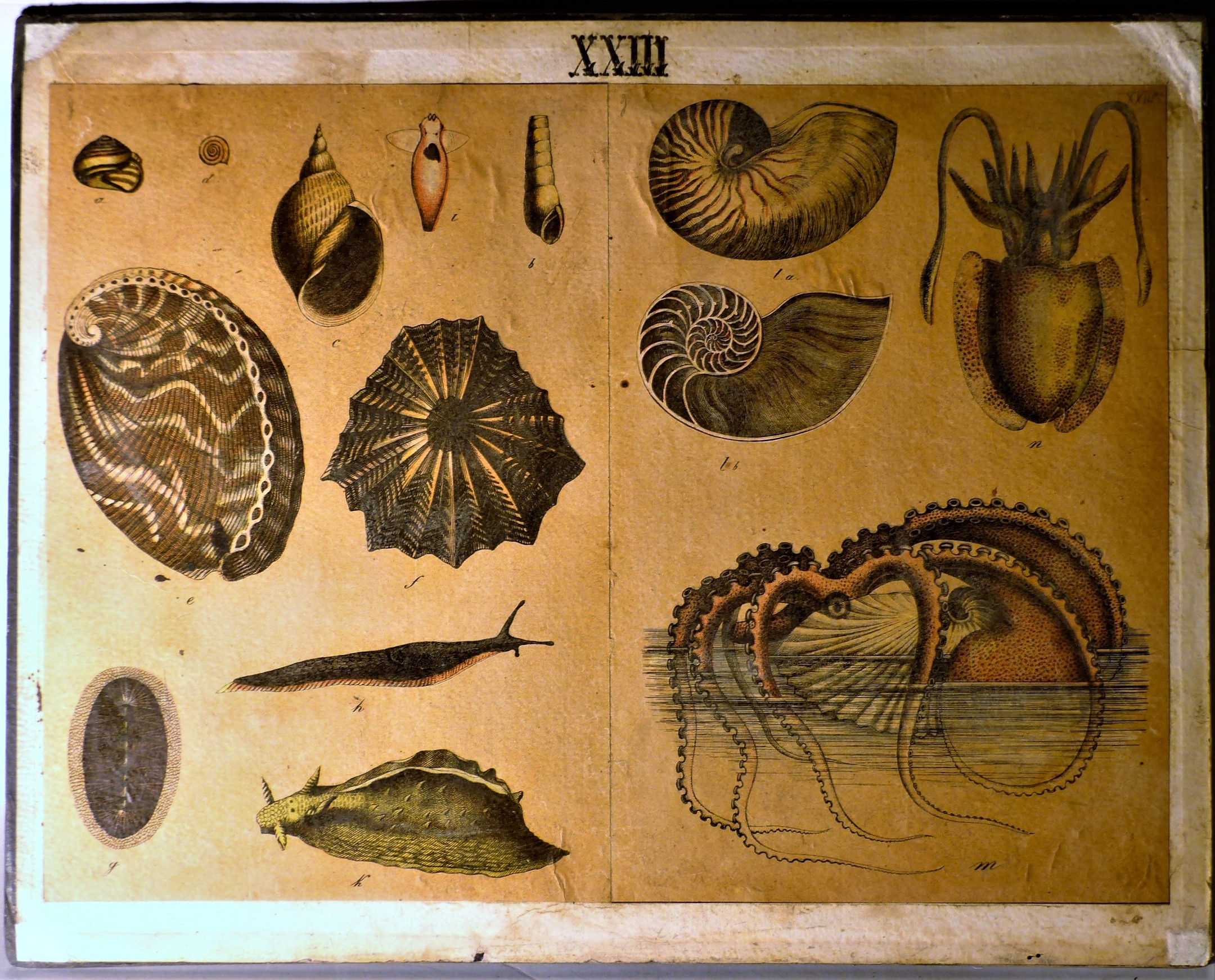 Szemléltető falikép. Puhatestűek (Tapolcai Városi Múzeum CC BY-NC-SA)