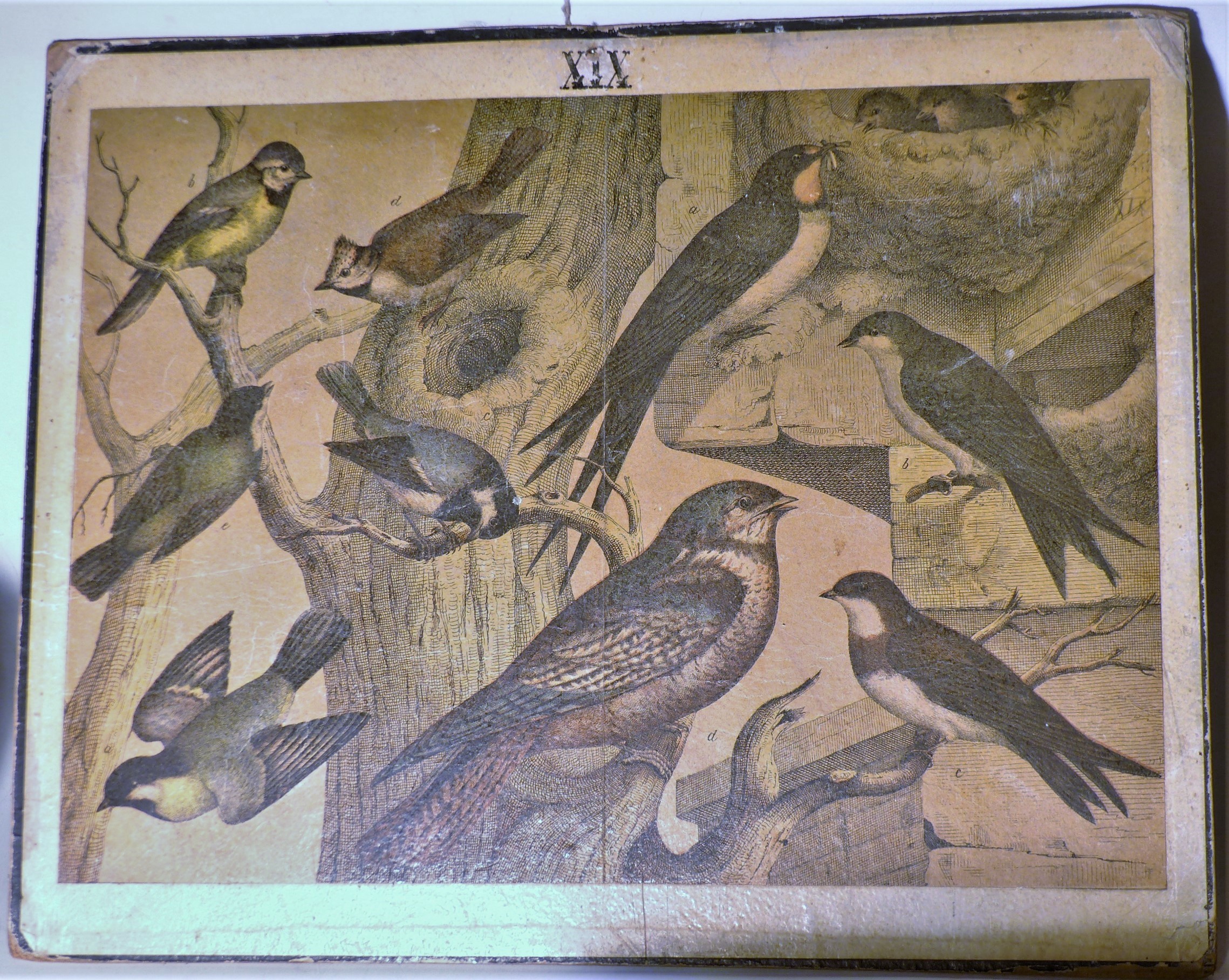 Szemléltető falikép. Énekesmadarak (Tapolcai Városi Múzeum CC BY-NC-SA)