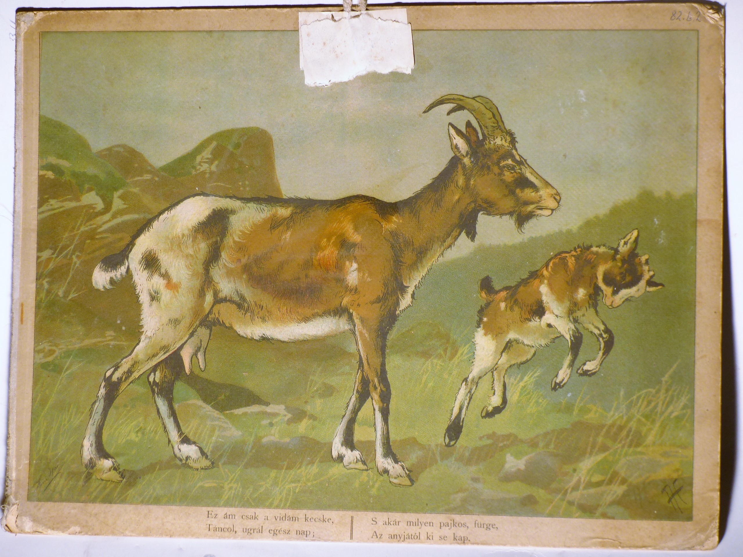 Szemléltető falikép. Nyúl és kecske (Tapolcai Városi Múzeum CC BY-NC-SA)