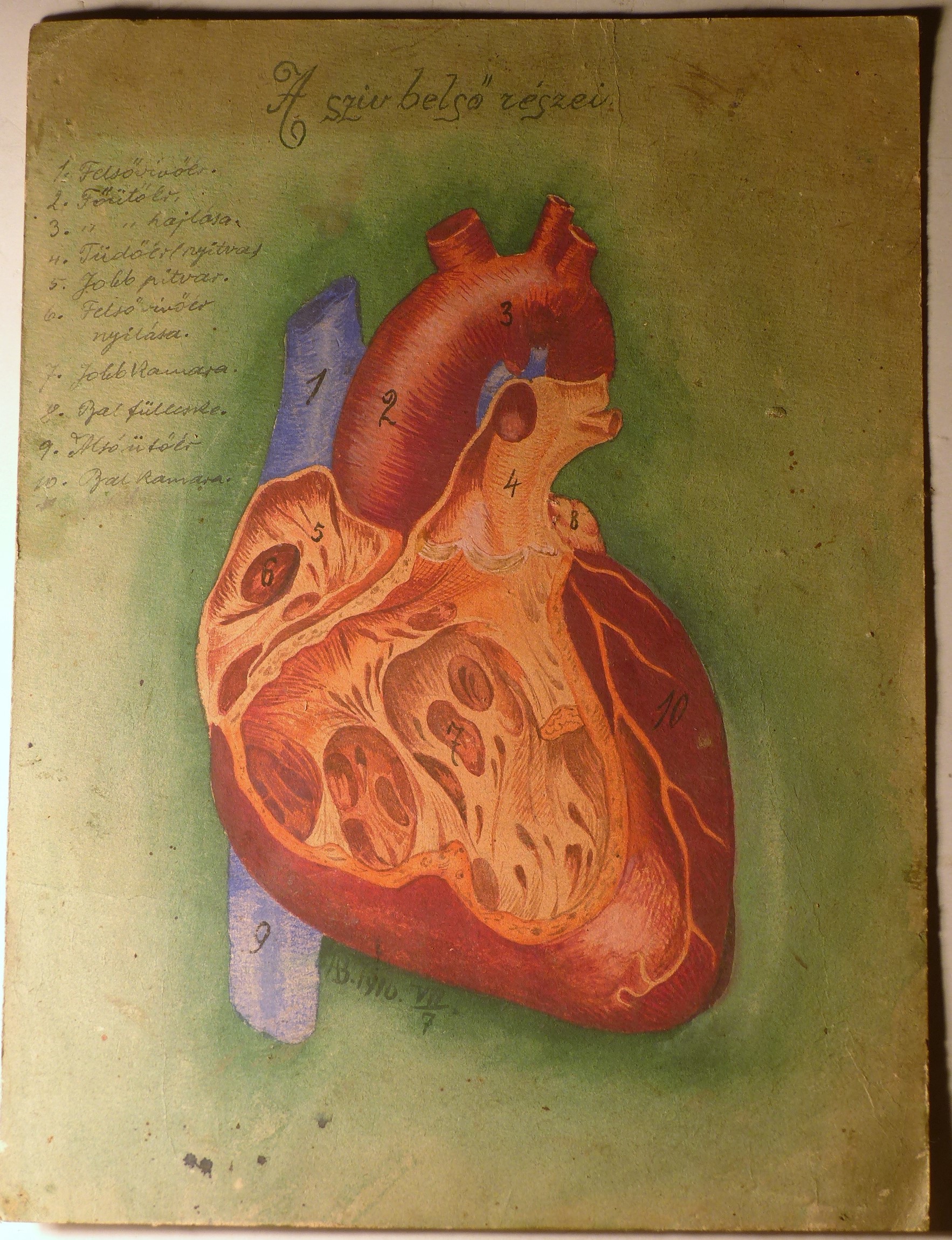 Szemléltető falikép. A szív belső részei (Tapolcai Városi Múzeum CC BY-NC-SA)