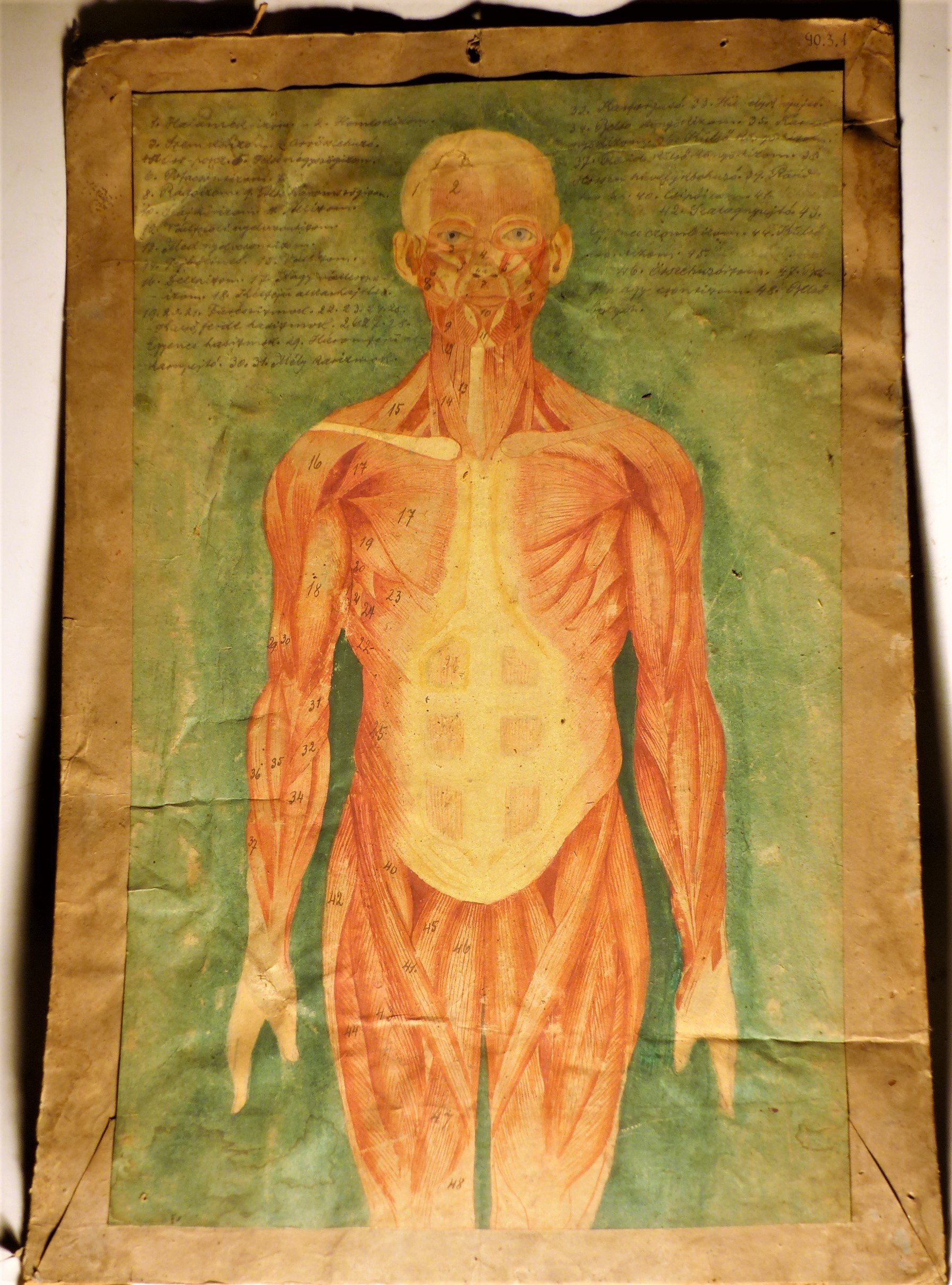 Szemléltető falikép. Az ember izomzata (Tapolcai Városi Múzeum CC BY-NC-SA)