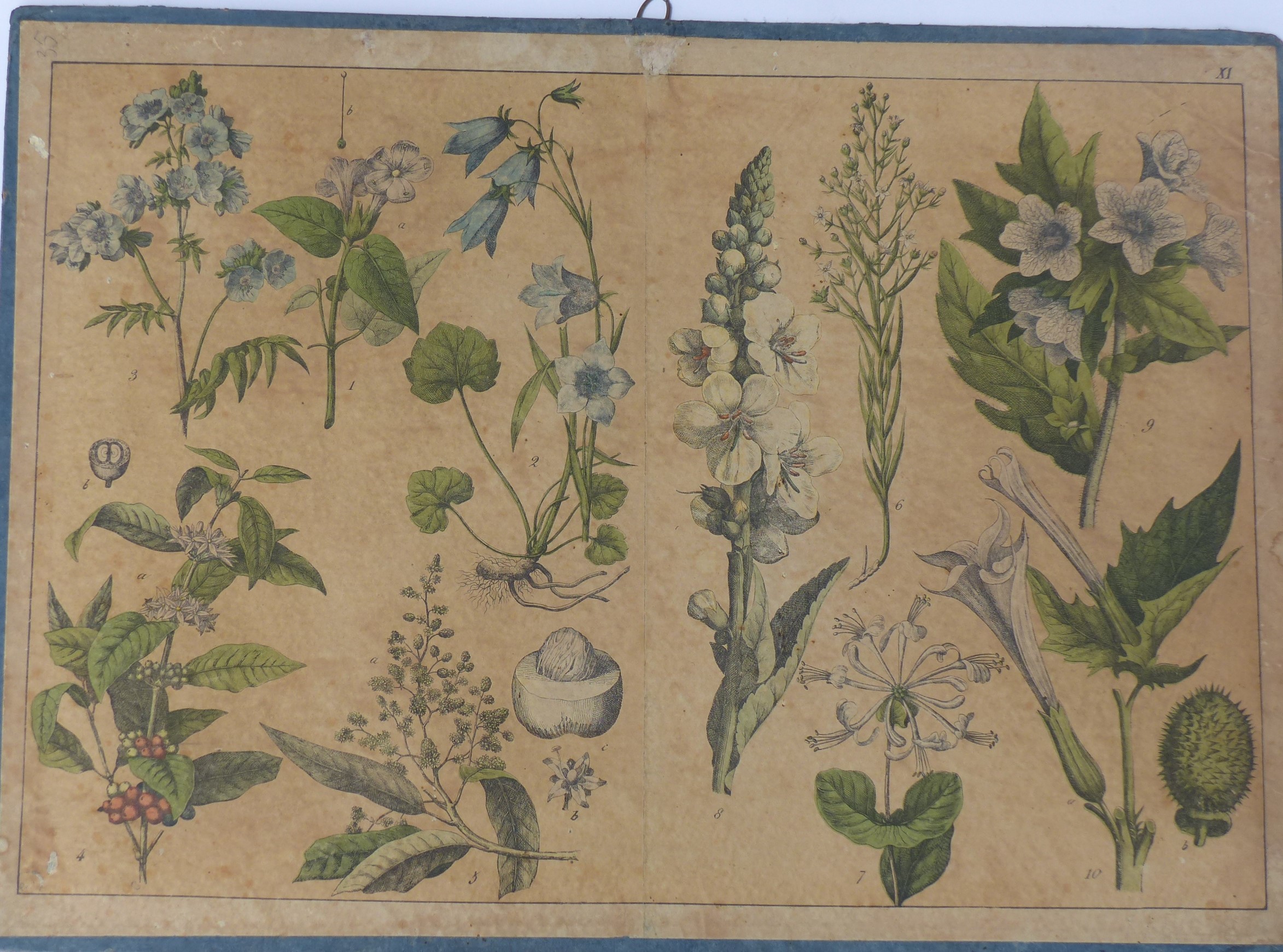 Szemléltető falikép. Növények (Tapolcai Városi Múzeum CC BY-NC-SA)
