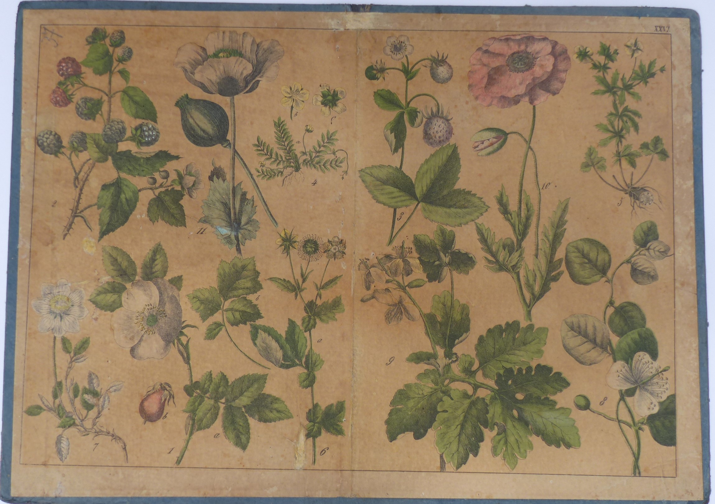 Szemléltető falikép. Növények XXVI. (Tapolcai Városi Múzeum CC BY-NC-SA)