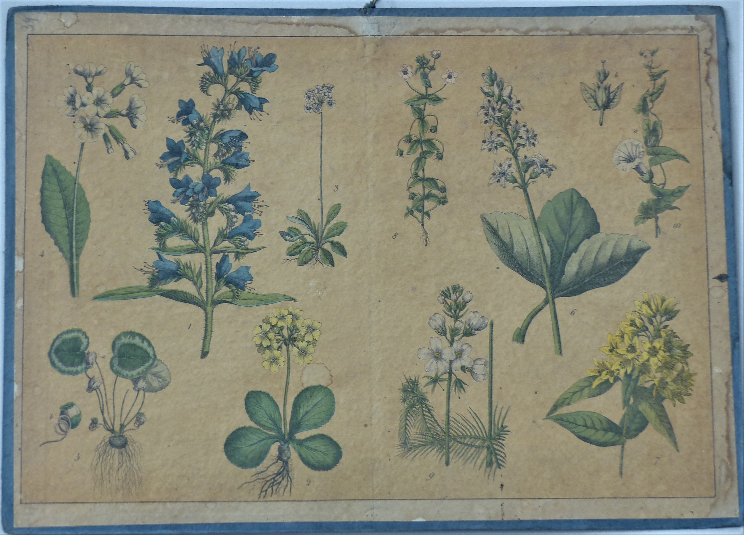 Szemléltető falikép. Növények  X. (Tapolcai Városi Múzeum CC BY-NC-SA)