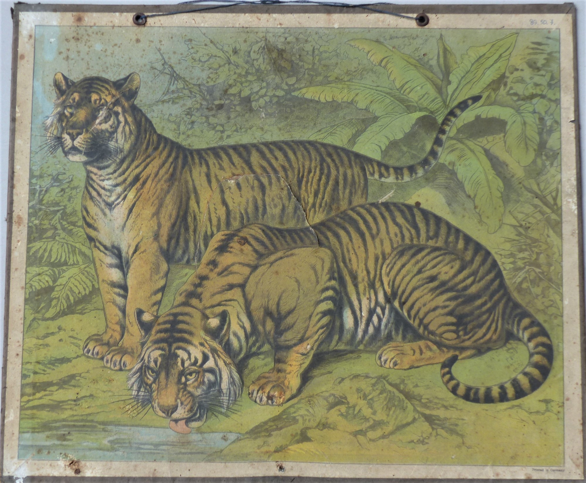 Szemléltető falikép. Tigris (Tapolcai Városi Múzeum CC BY-NC-SA)