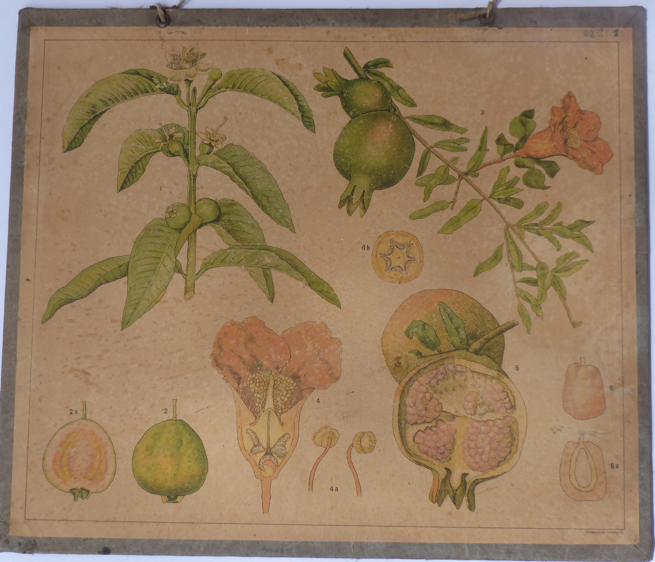 Szemléltető falikép. Gránátalma (Tapolcai Városi Múzeum CC BY-NC-SA)