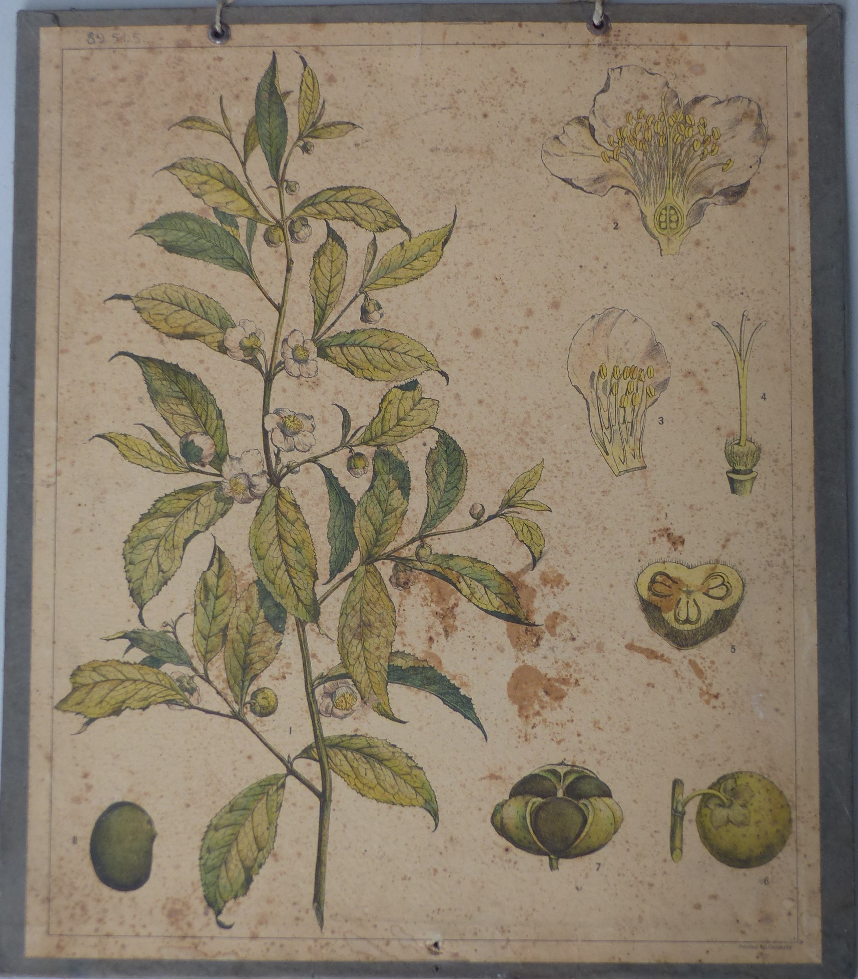 Szemléltető falikép. Növény (Tapolcai Városi Múzeum CC BY-NC-SA)