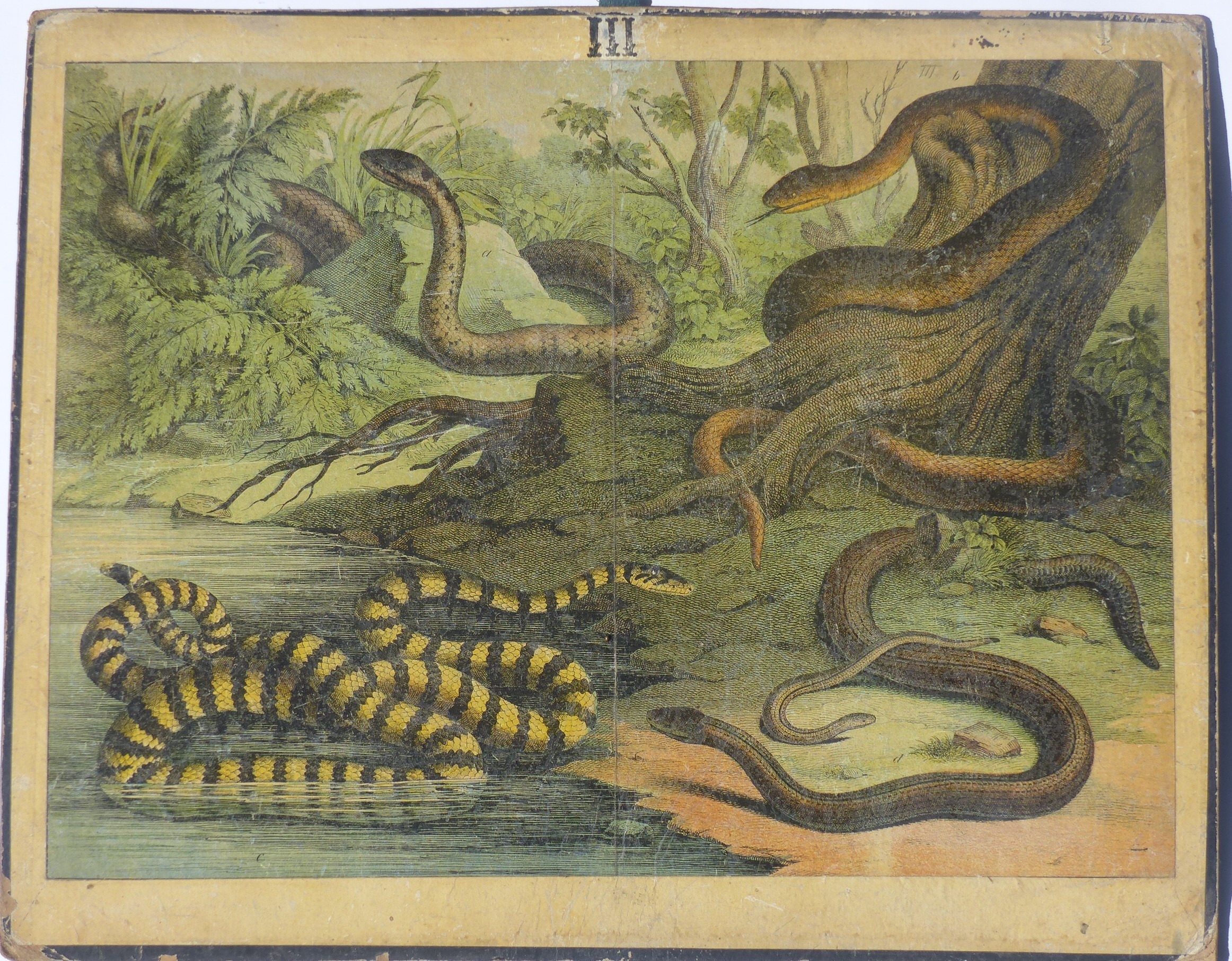 Szemléltető falikép. Kígyók (Tapolcai Városi Múzeum CC BY-NC-SA)