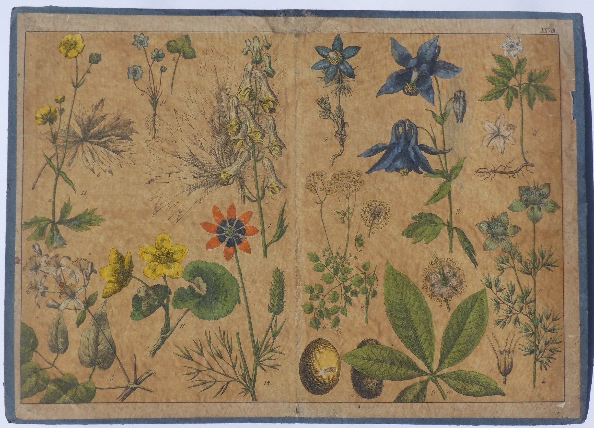 Szemléltető falikép. Növények XXVIII. (Tapolcai Városi Múzeum CC BY-NC-SA)