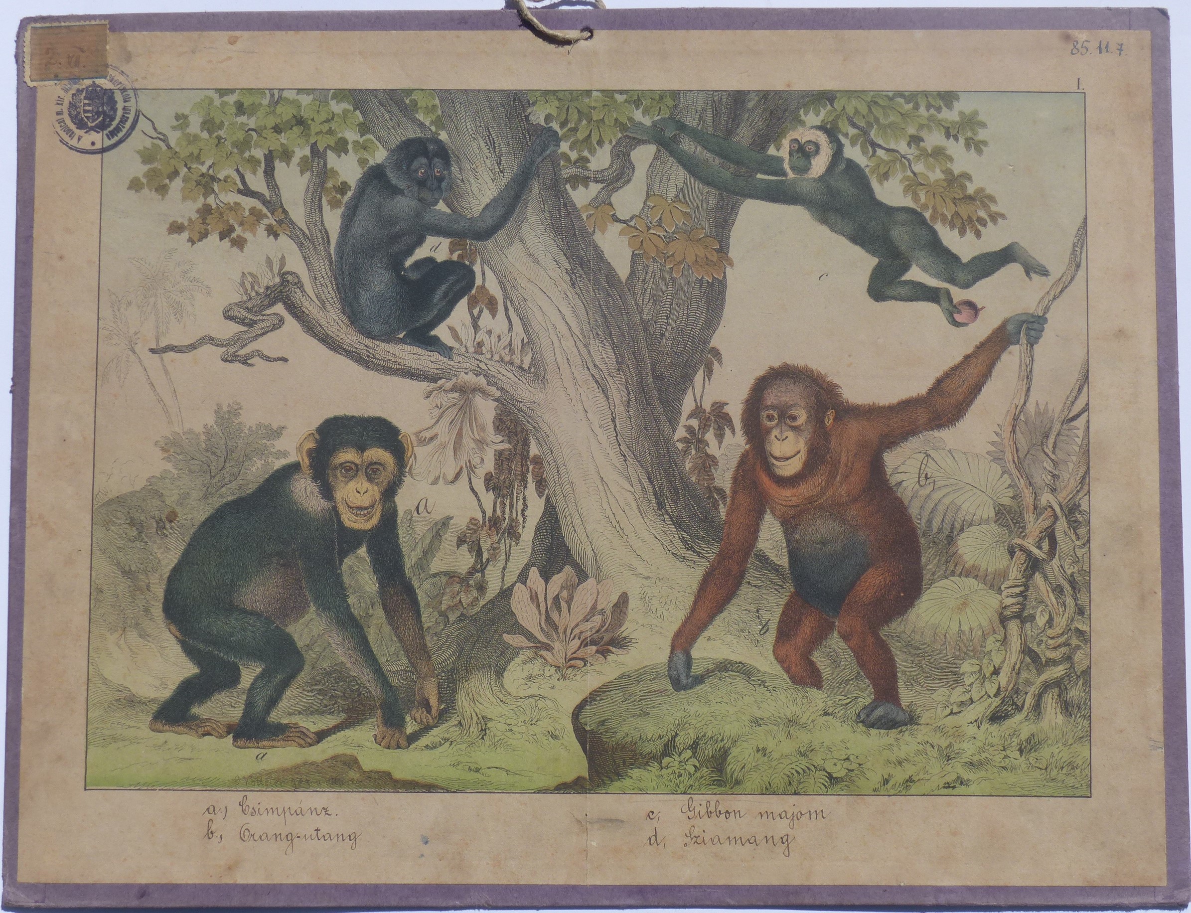 Szemléltető falikép. Majmok (Tapolcai Városi Múzeum CC BY-NC-SA)