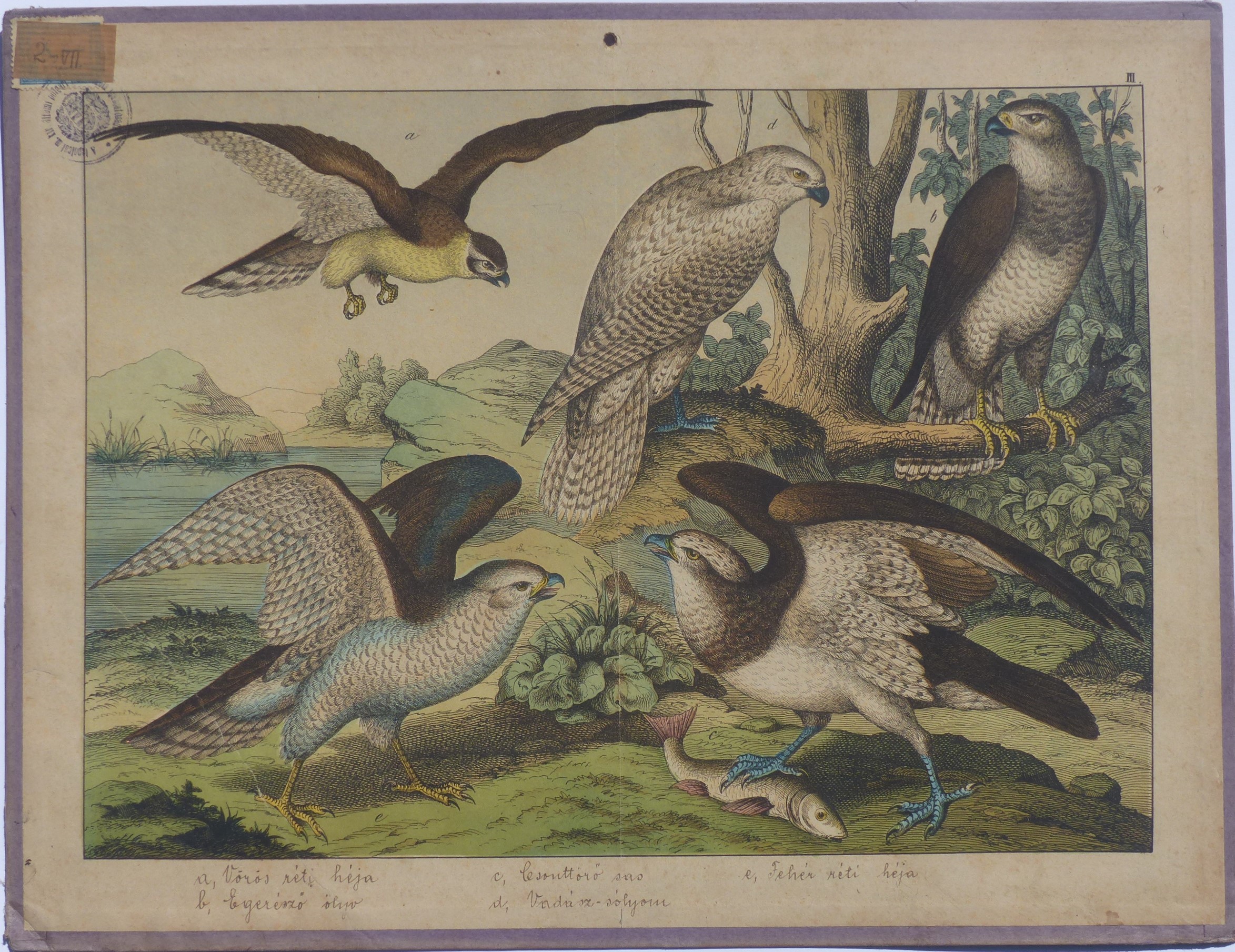 Szemléltető falikép. Ragadozó madarak (Tapolcai Városi Múzeum CC BY-NC-SA)