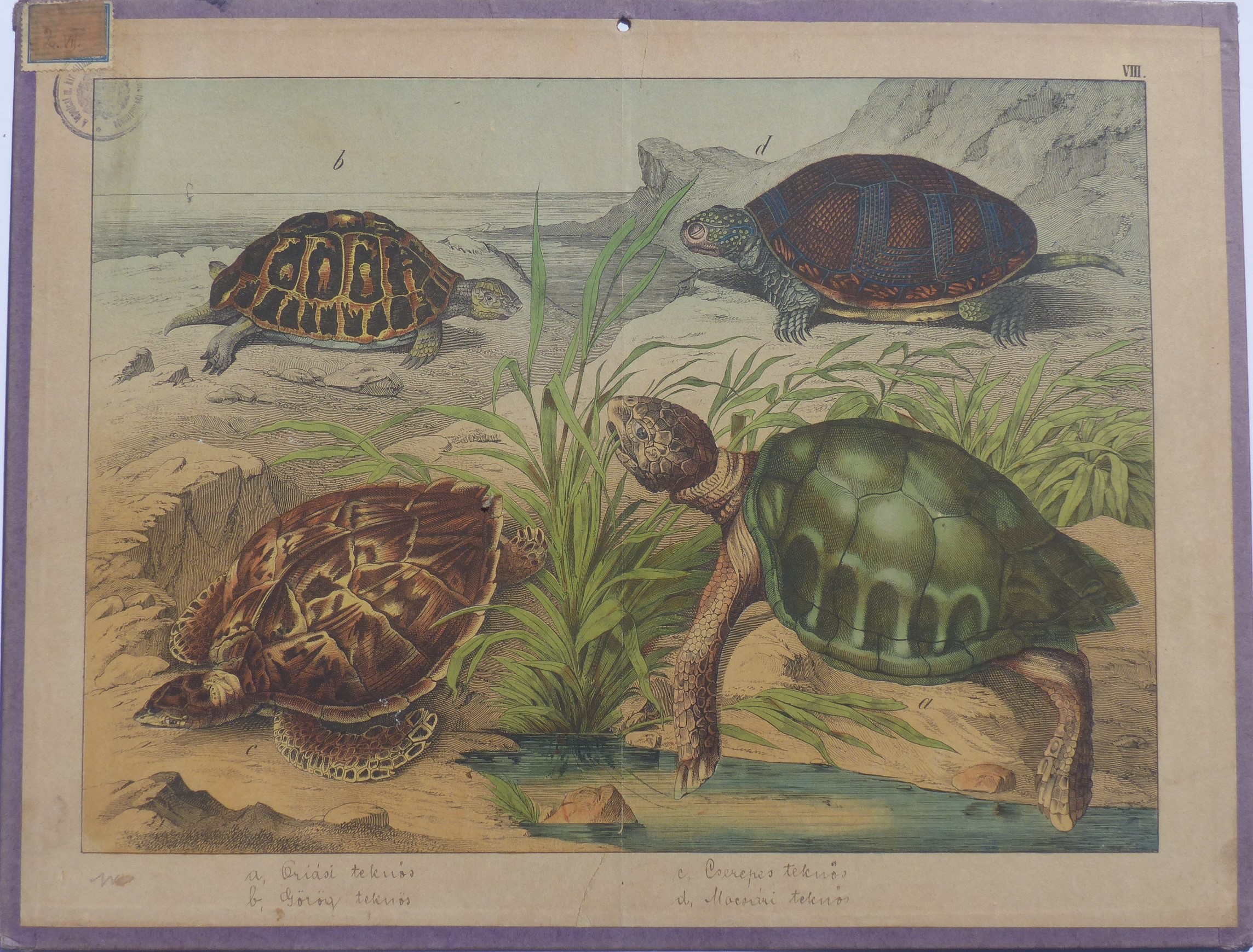 Szemléltető falikép. Teknősök (Tapolcai Városi Múzeum CC BY-NC-SA)