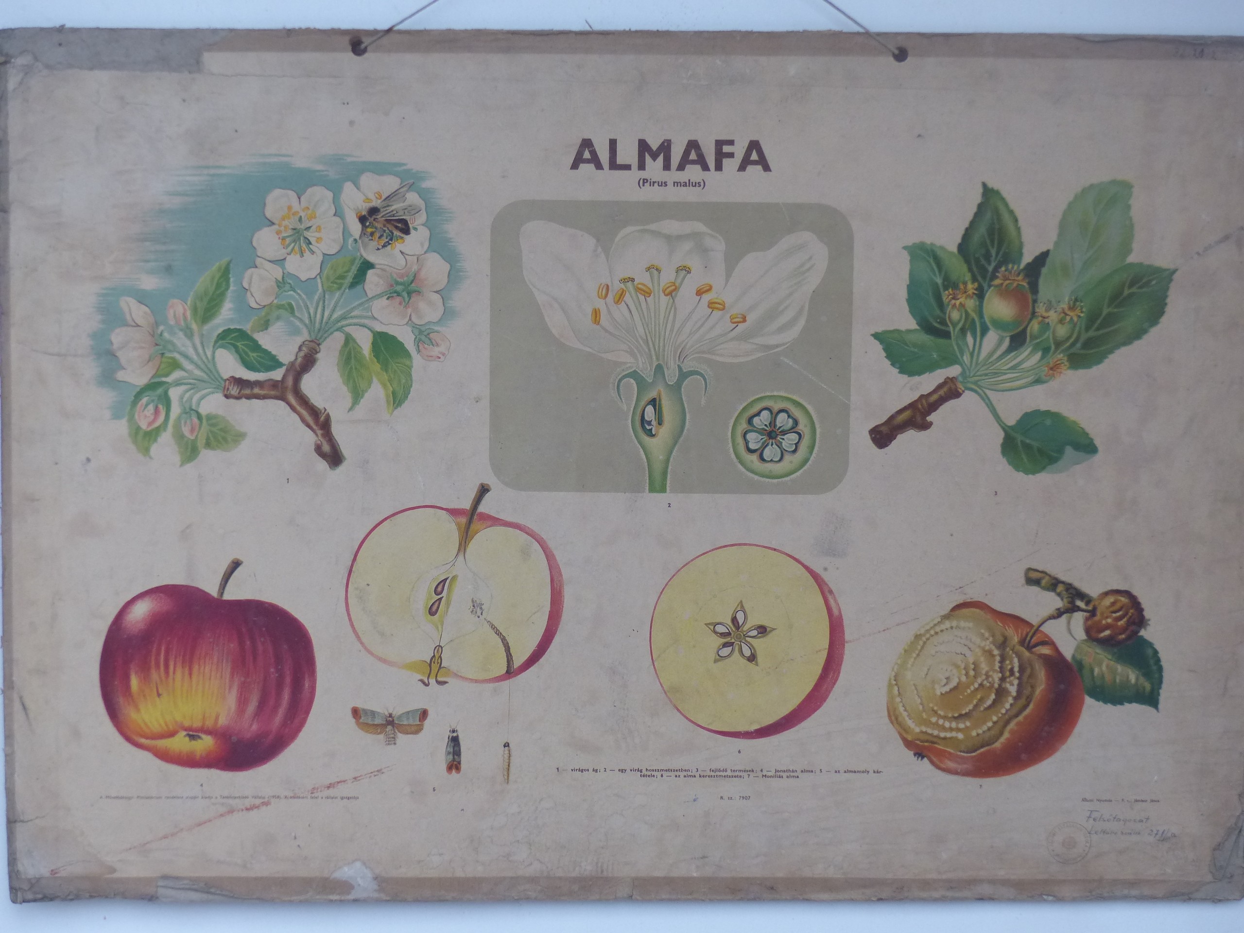 Szemléltető falikép. Almafa (Tapolcai Városi Múzeum CC BY-NC-SA)