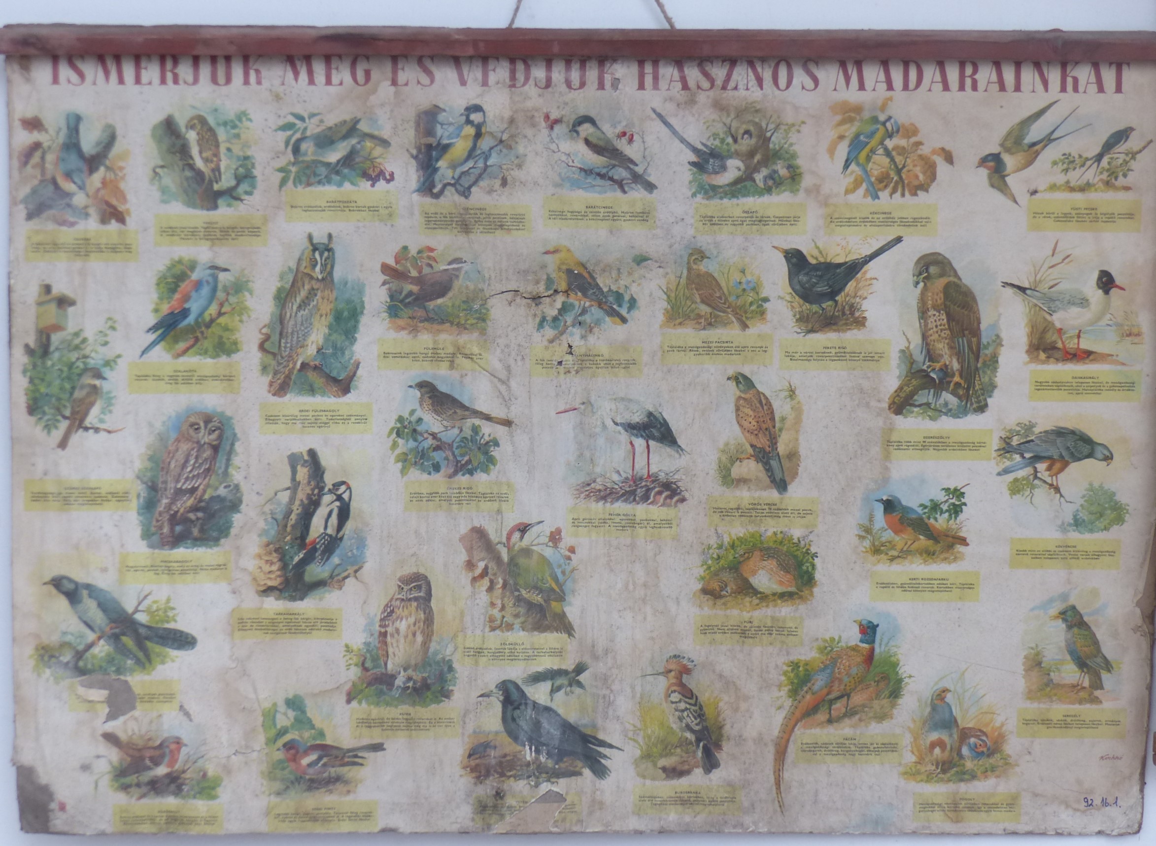 Szemléltető falikép. Ismerjük meg és védjük hasznos madarainkat (Tapolcai Városi Múzeum CC BY-NC-SA)