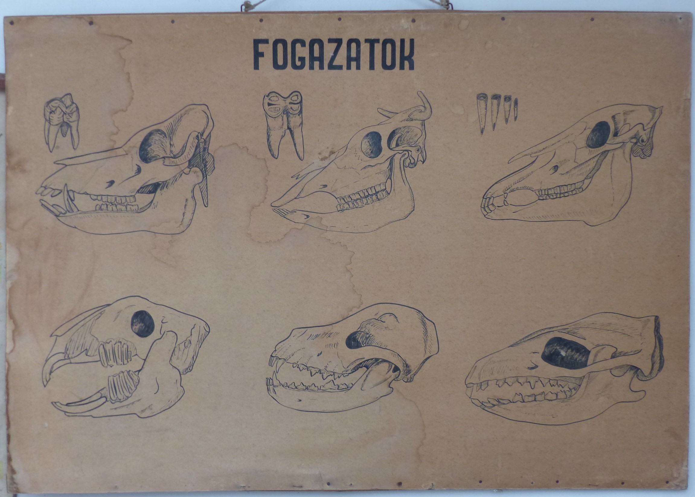 Iskolai szemléltető falikép. Fogazatok (Tapolcai Városi Múzeum CC BY-NC-SA)