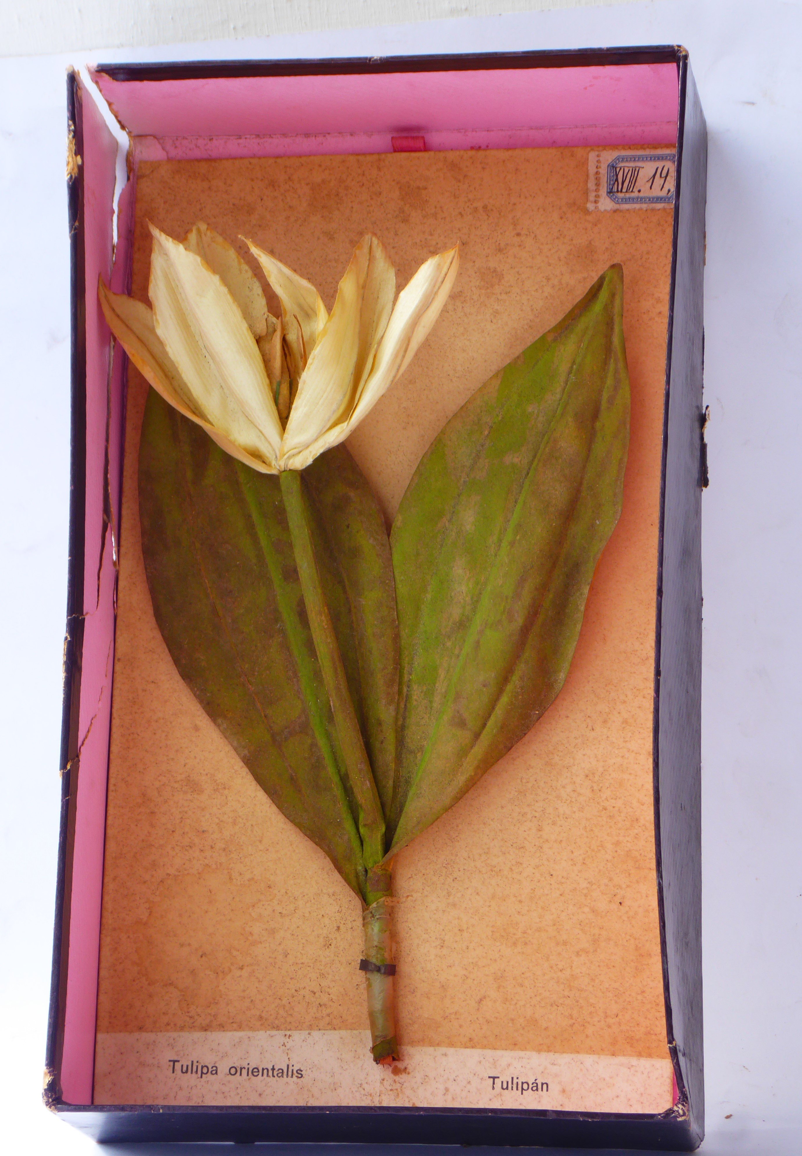 Tulipán modellje (Tapolcai Városi Múzeum CC BY-NC-SA)