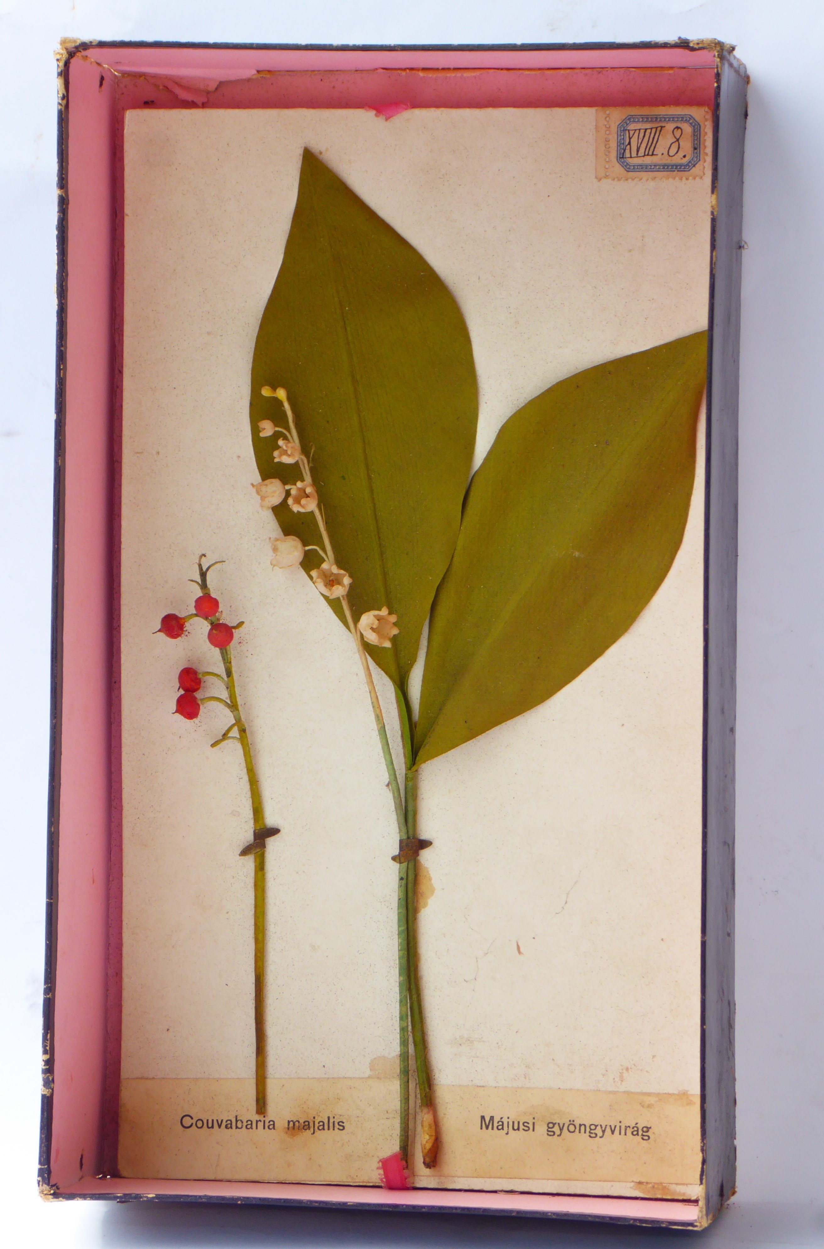 Májusi gyöngyvirág modellje (Tapolcai Városi Múzeum CC BY-NC-SA)