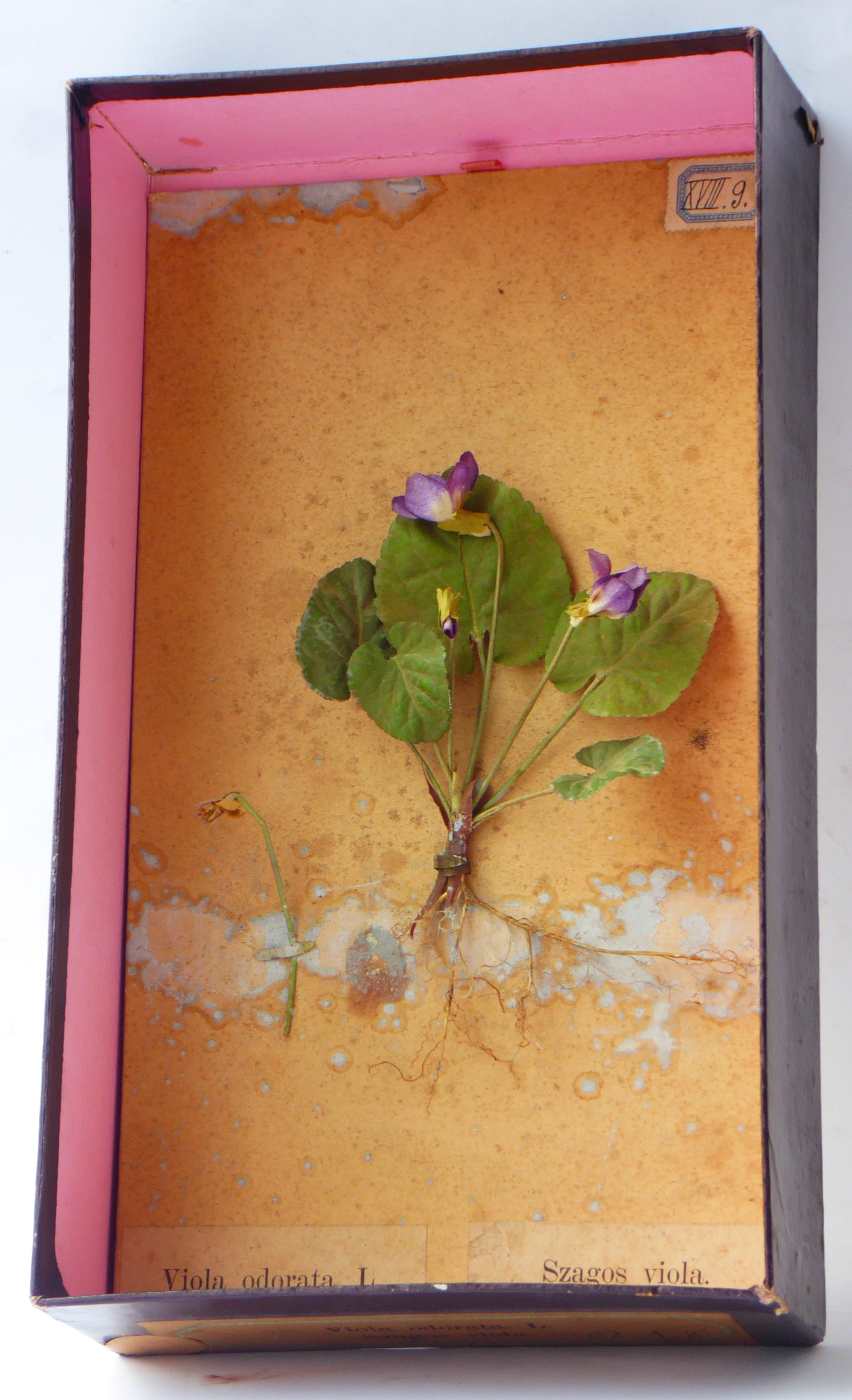 Szagos viola (illatos ibolya) modellje (Tapolcai Városi Múzeum CC BY-NC-SA)