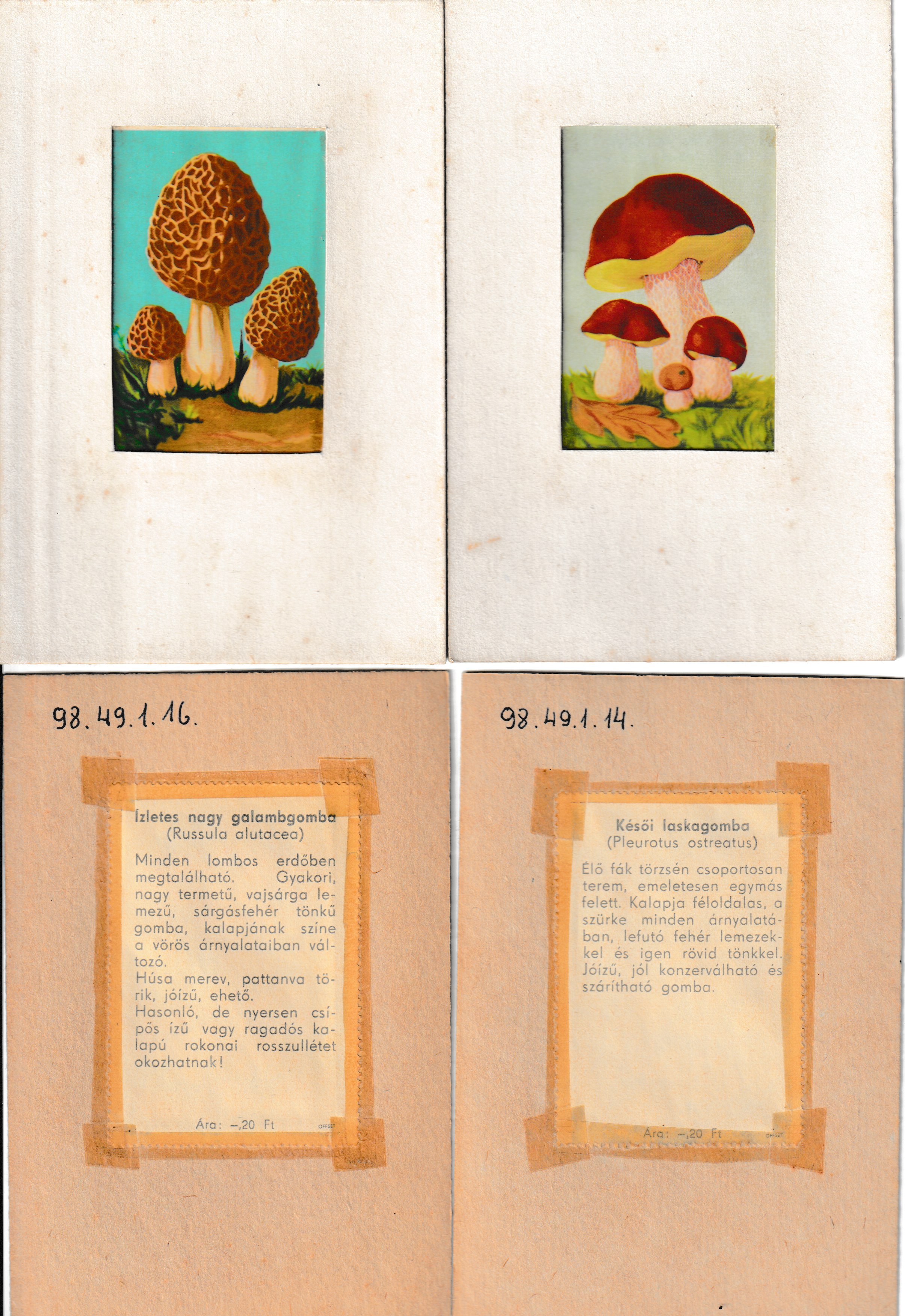 Gombákat ábrázoló szemléltető képek (Tapolcai Városi Múzeum CC BY-NC-SA)