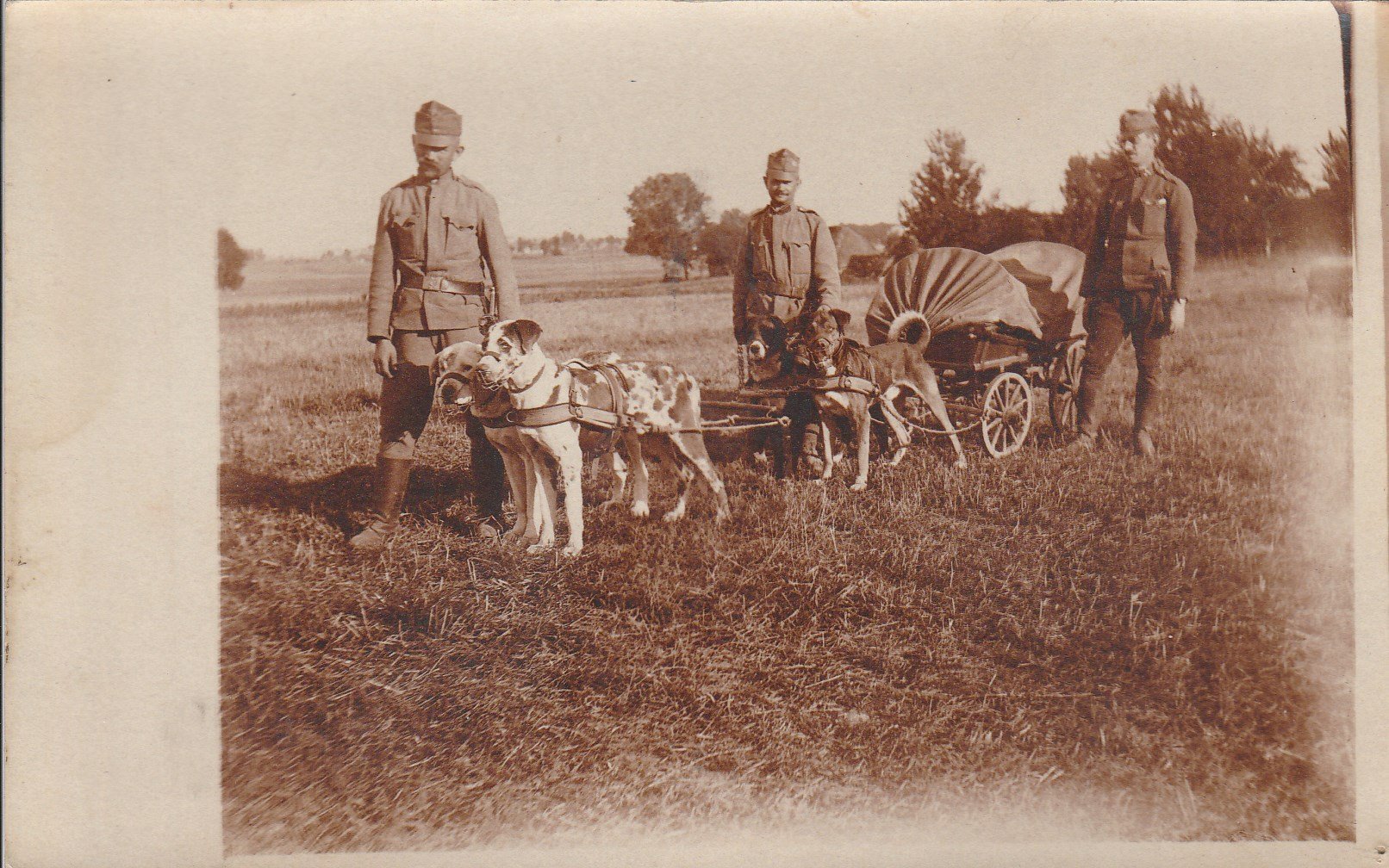 Honvédek kutyafogattal 1916 (Tapolcai Városi Múzeum CC BY-NC-SA)