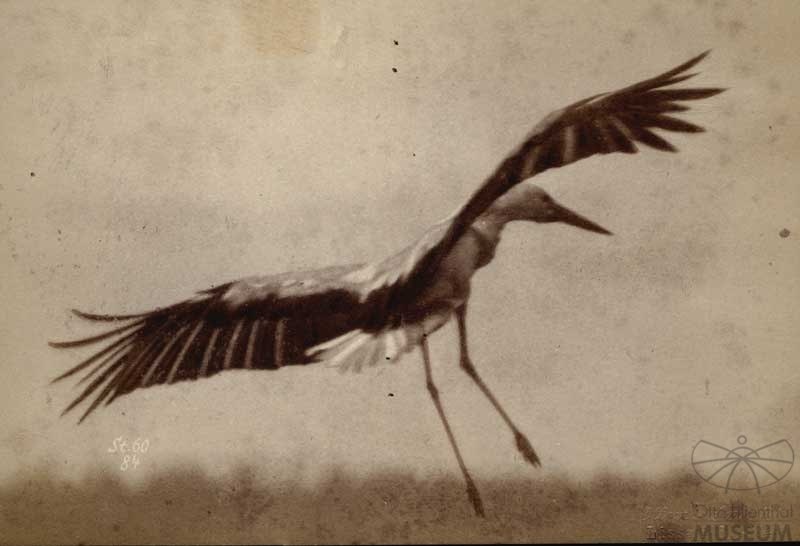 "Momentfotografie" Storch (Otto-Lilienthal-Museum CC BY-NC-SA)