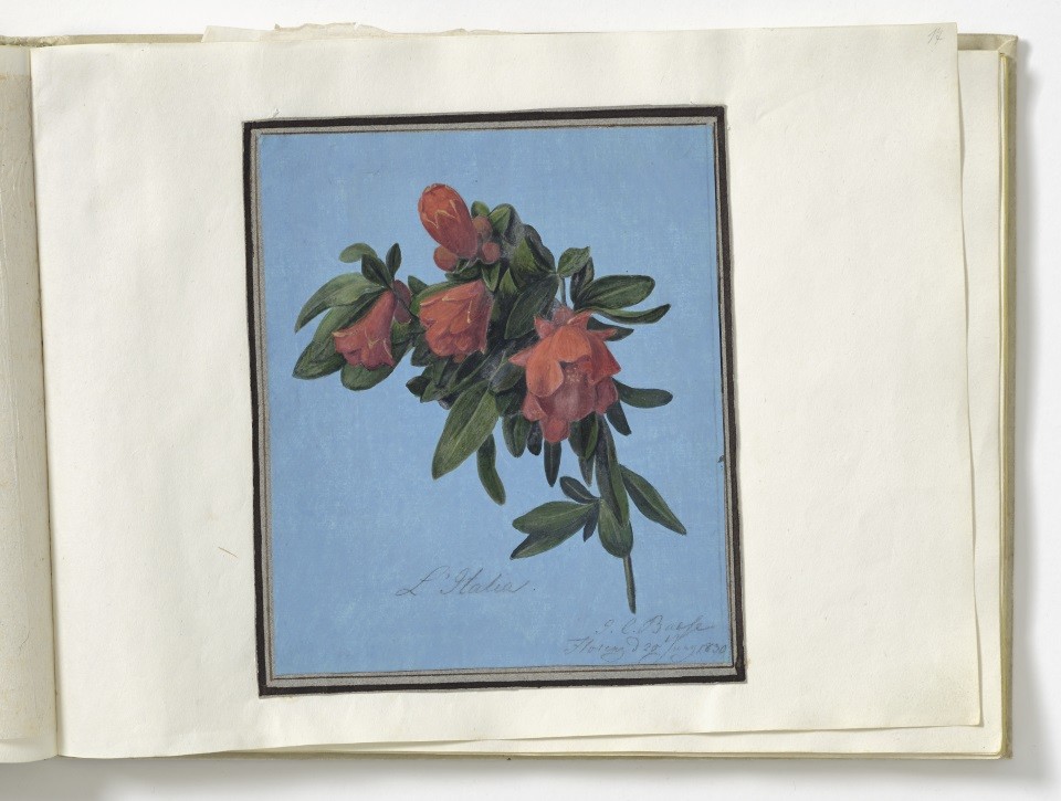 L'Italia (Oleander) (Museum August Kestner CC BY-NC-SA)