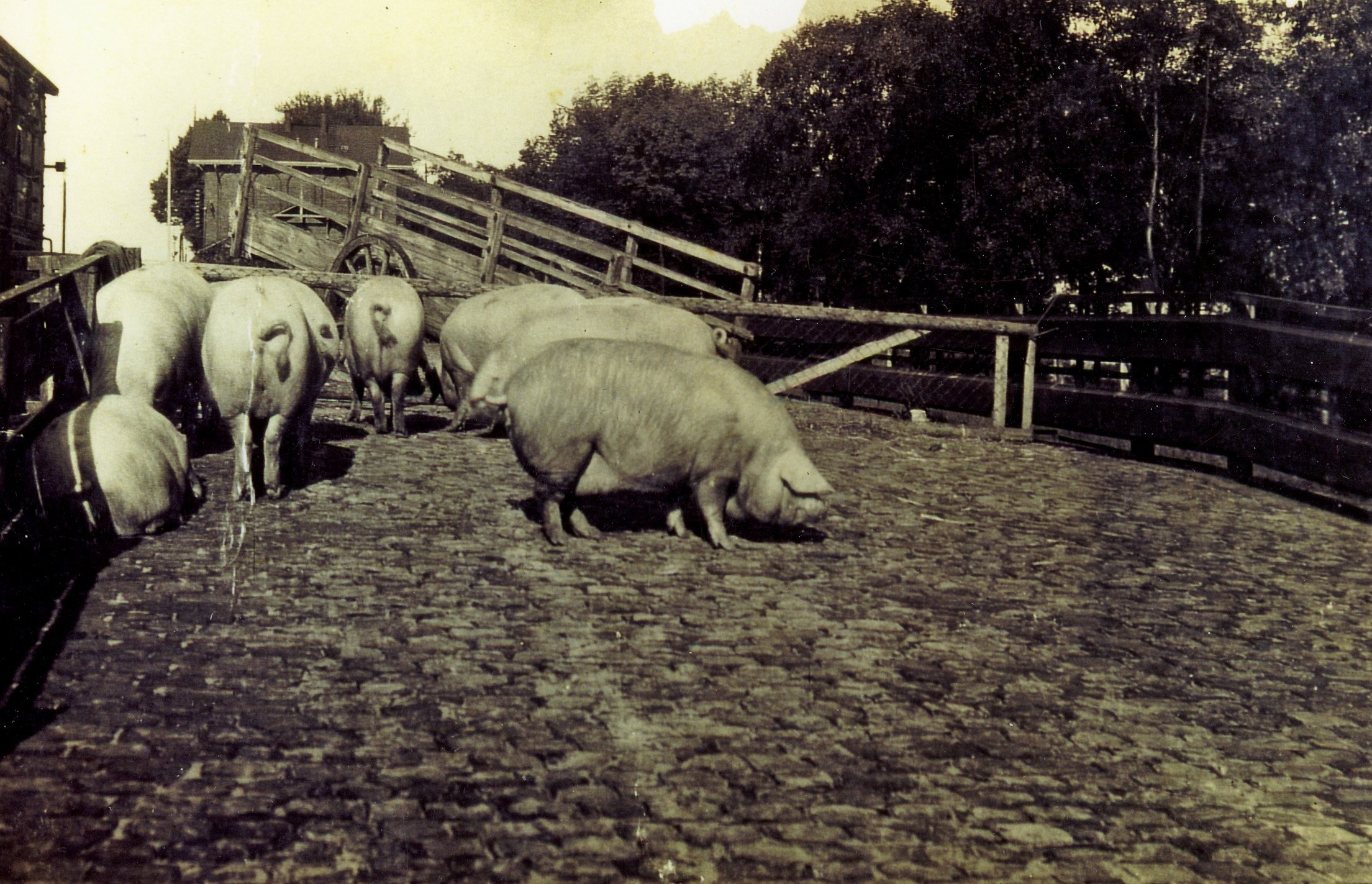 Die goldene Zeit des Schweinehandels in Syke (Kreismuseum Syke CC BY-NC-SA)