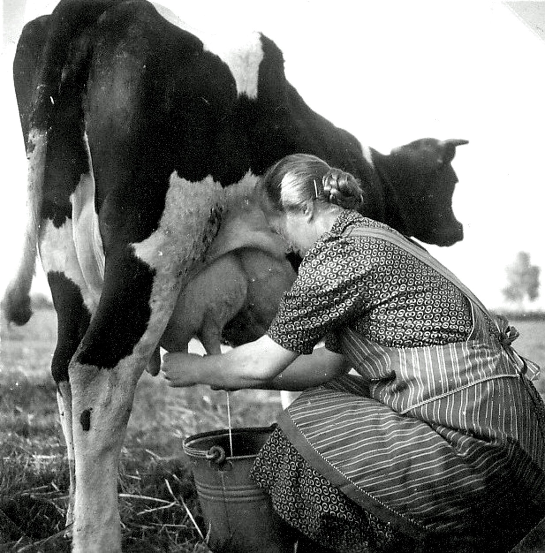 Melken und Milchfahren in Lindern (Kreismuseum Syke CC BY-NC-SA)