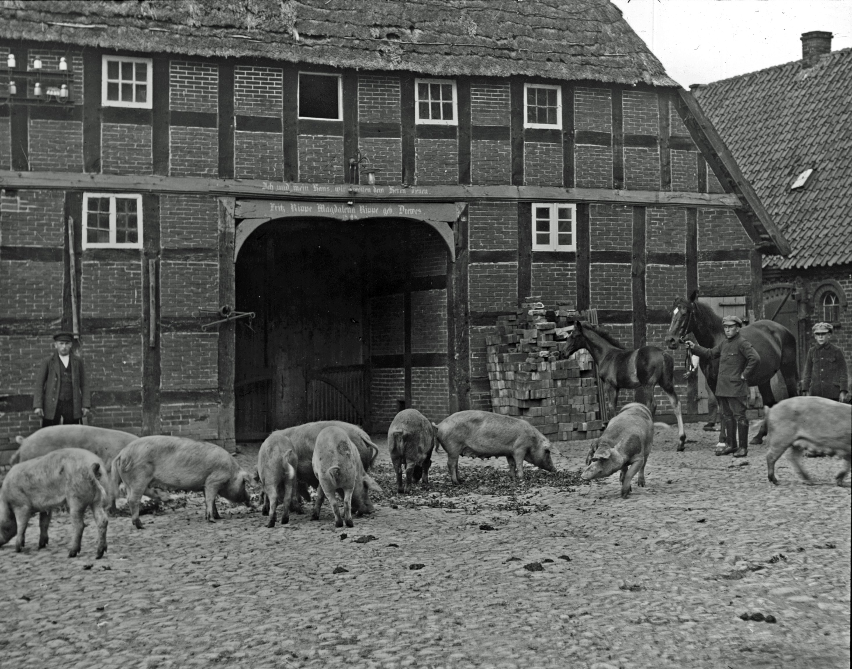 Foto von Schweinefütterung (Kreismuseum Syke CC BY-NC-SA)