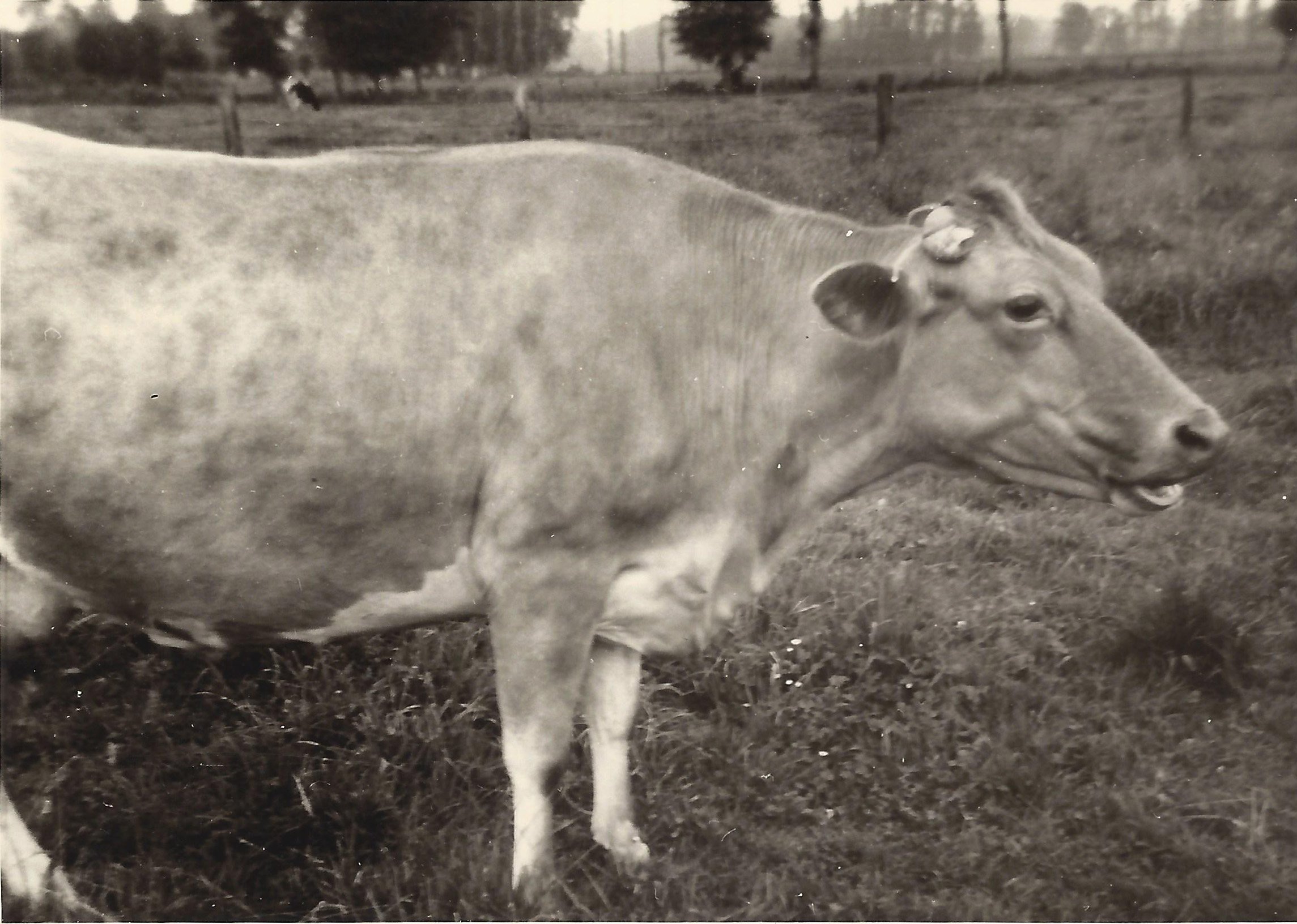 Fusion der Genossenschaften: Viehverwertung Sulingen, Viehverwertung Grafschaft Hoya und der Schlachtvieherzeugergemeinschaft Hoya, 2002 (Kreismuseum Syke CC BY-NC-SA)