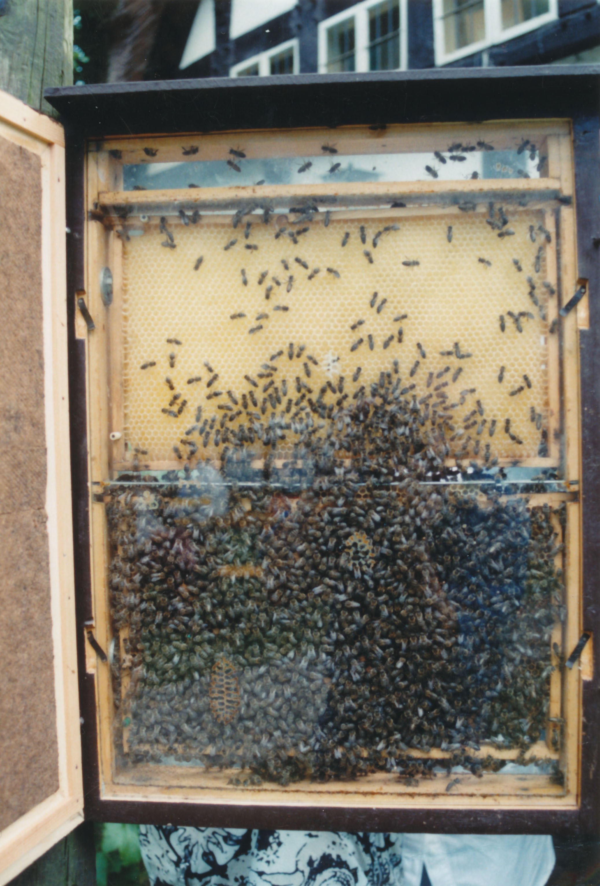 Bienenverschwinden / Bienensterben / Bienenschutz (Kreismuseum Syke CC BY-NC-SA)