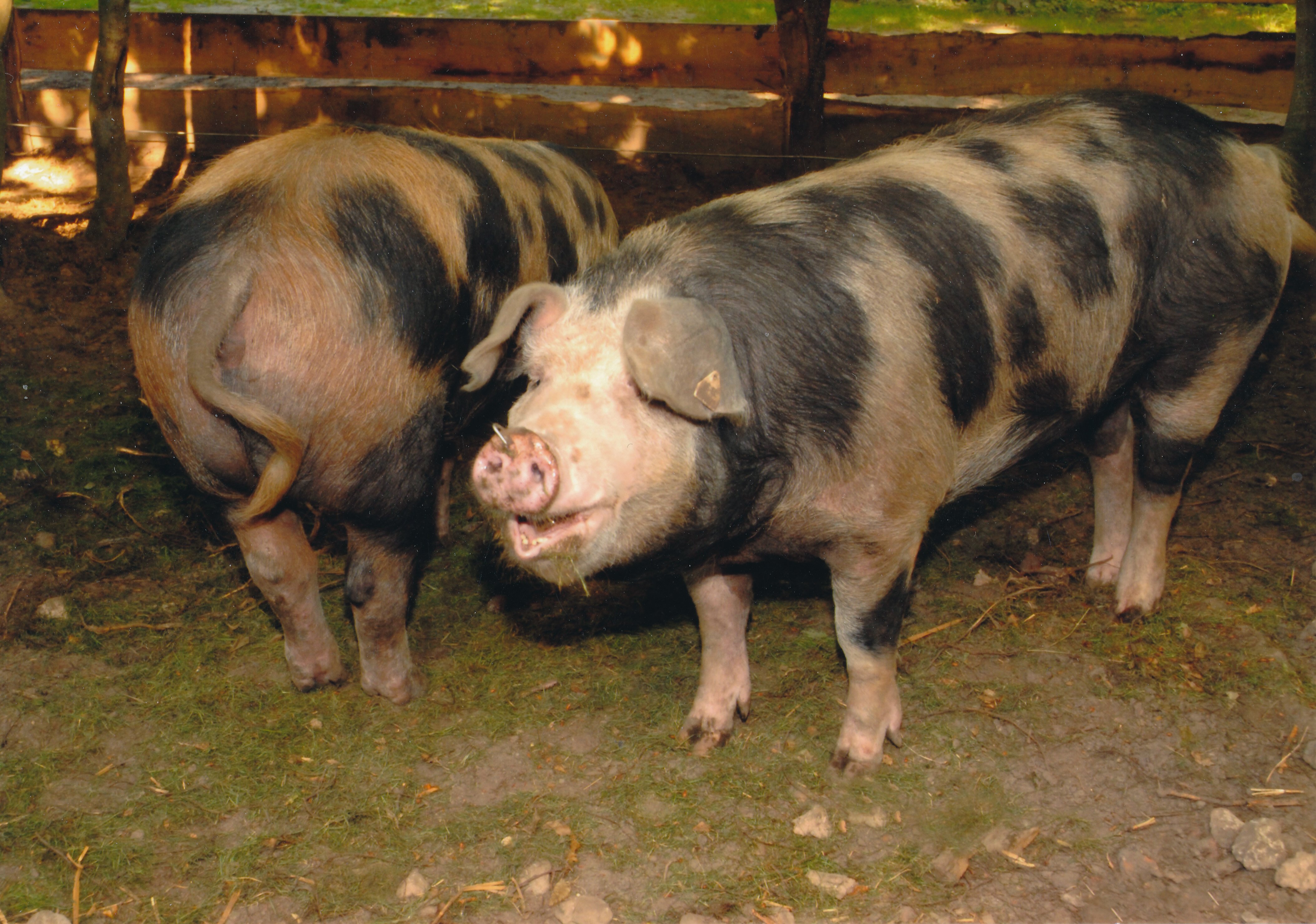 Freiland-Haltung von Schweinen auf dem Hof Frank Thies, Helzendorf (Kreismuseum Syke CC BY-NC-SA)