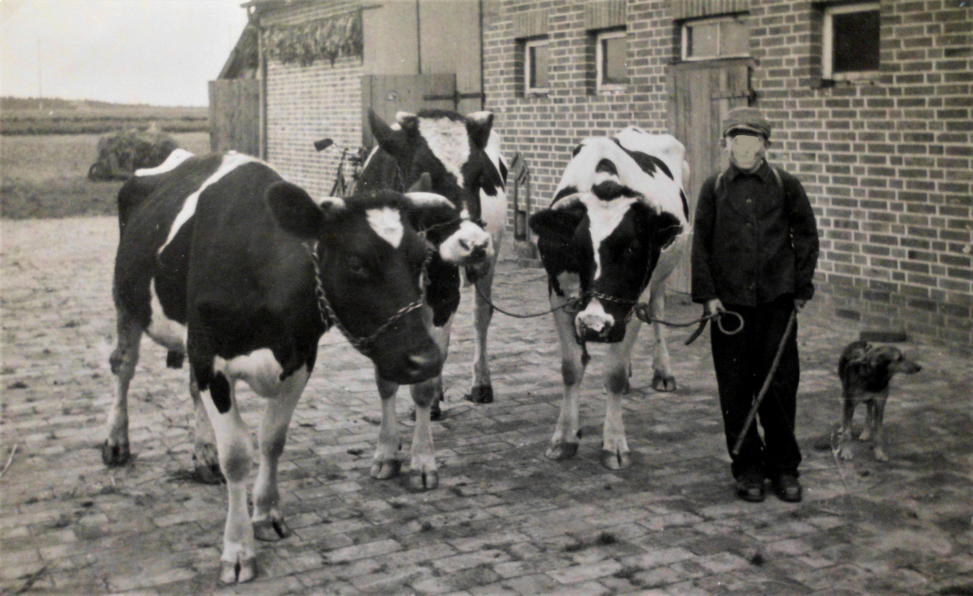 Milchviehhaltung (Kreismuseum Syke CC BY-NC-SA)