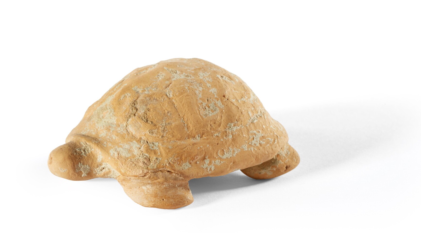 Landschildkröte (Museum August Kestner CC BY-NC-SA)