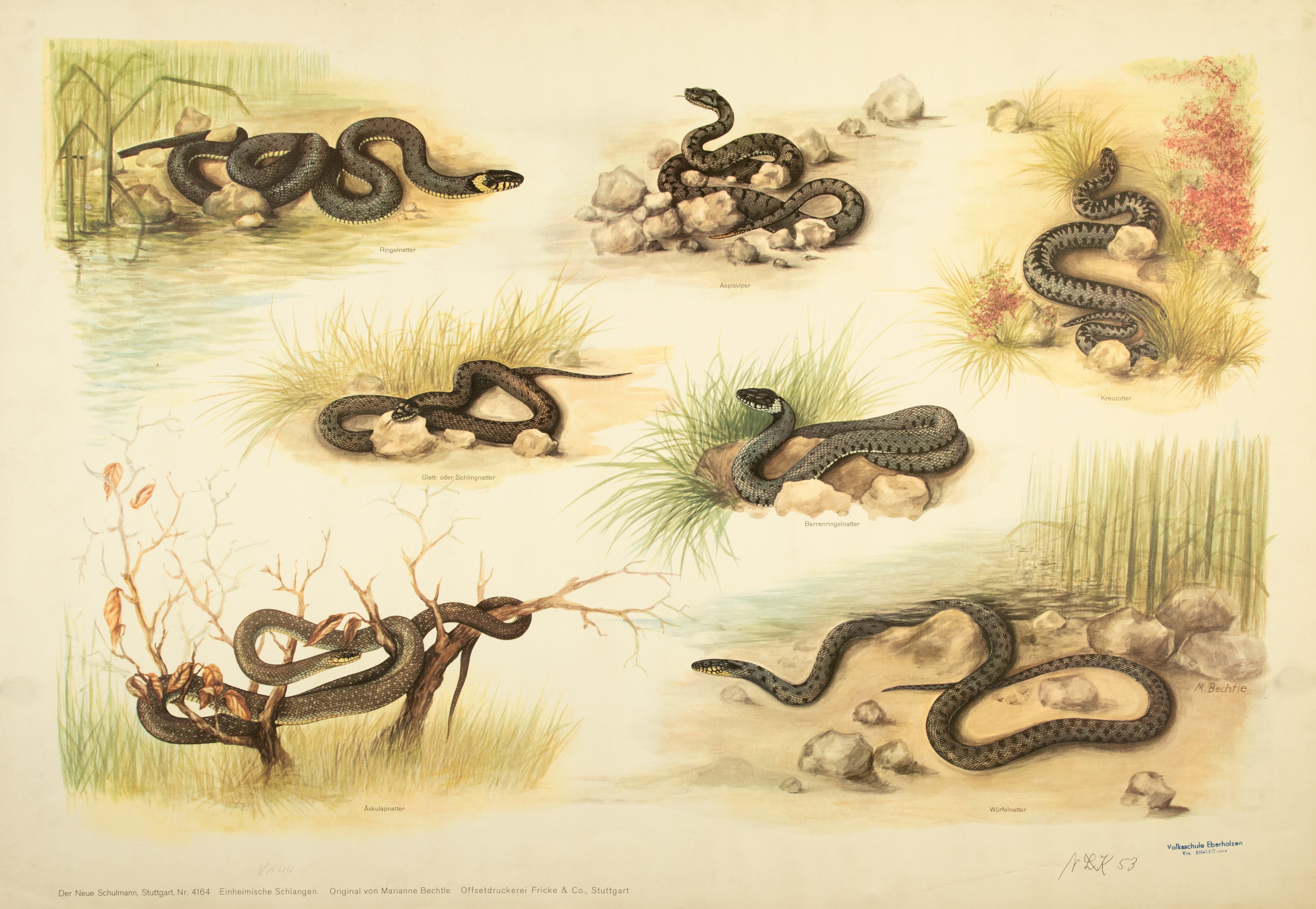 7 Bilder von unterschiedlichen Schlangenarten (Stiftung Schulmuseum der Universität Hildesheim CC BY-SA)