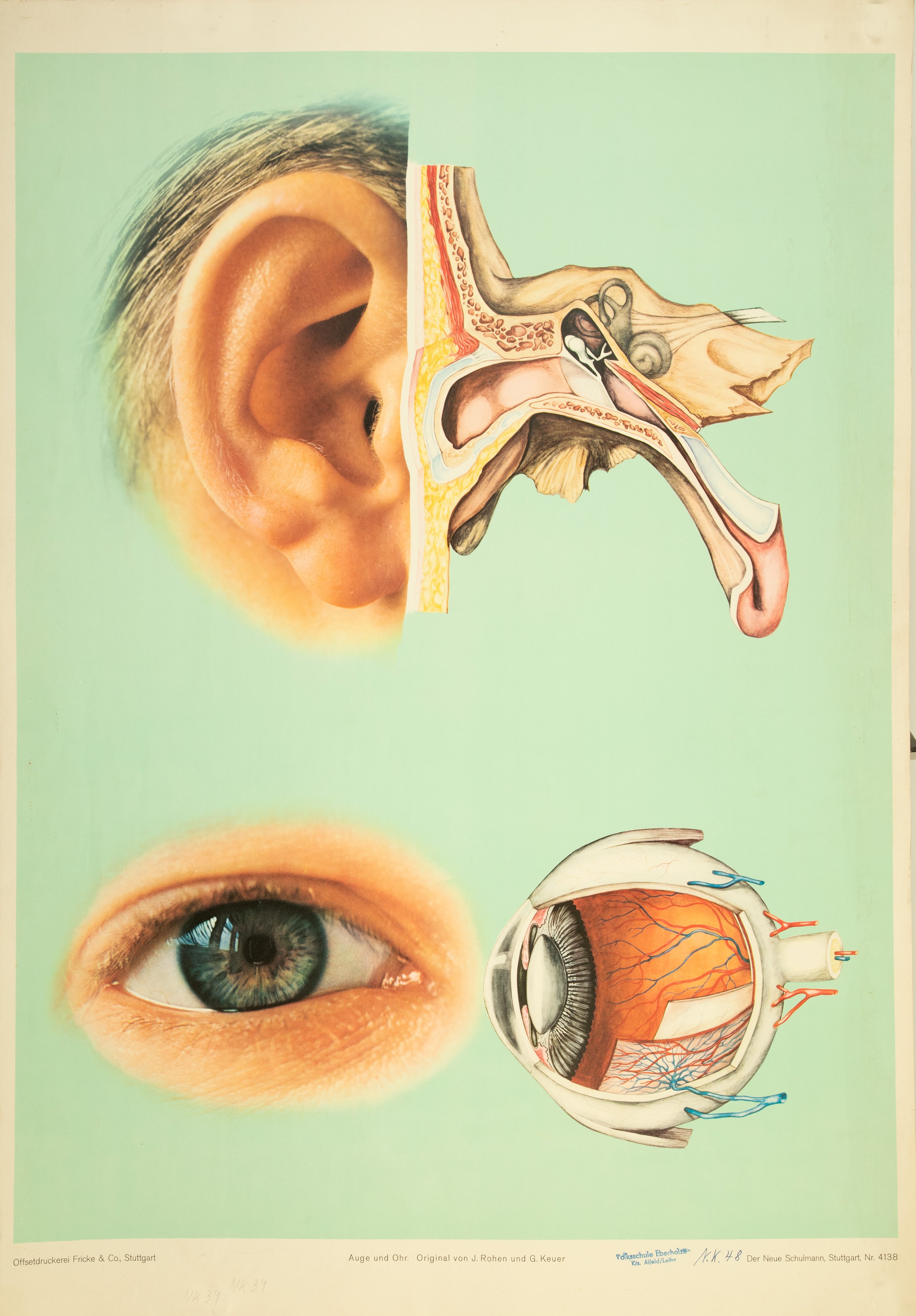 Wandbild zum Auge und Ohr des Menschen (Stiftung Schulmuseum der Universität Hildesheim CC BY-SA)