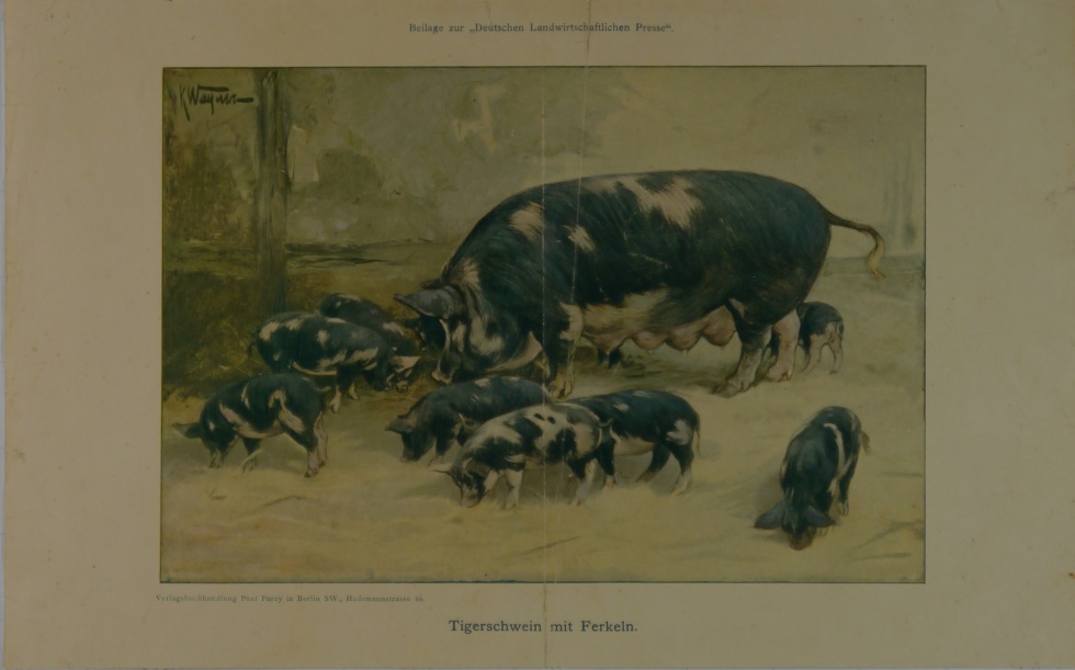 „Tigerschwein mit Ferkeln“ (Schlossmuseum Jever CC BY-NC-SA)