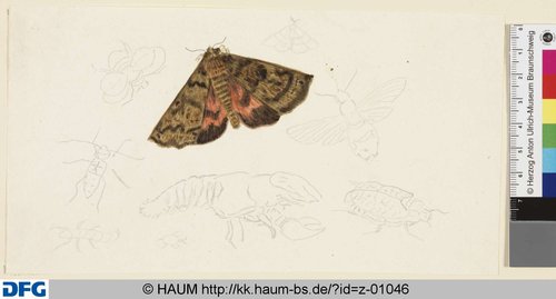 http://diglib.hab.de/varia/haumzeichnungen/z-01046/max/000001.jpg (Herzog Anton Ulrich-Museum RR-F)