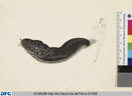 http://diglib.hab.de/varia/haumzeichnungen/z-01038/max/000001.jpg (Herzog Anton Ulrich-Museum RR-F)