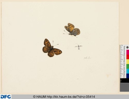 http://diglib.hab.de/varia/haumzeichnungen/z-05414/max/000001.jpg (Herzog Anton Ulrich-Museum RR-F)
