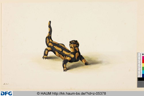 http://diglib.hab.de/varia/haumzeichnungen/z-05378/max/000001.jpg (Herzog Anton Ulrich-Museum RR-F)